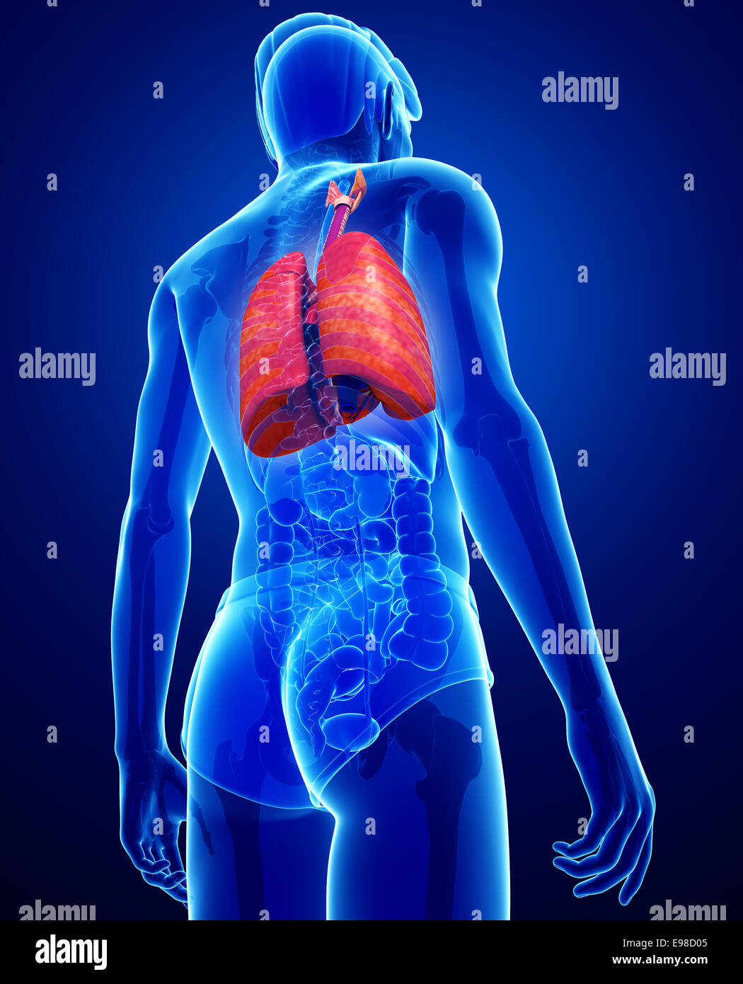 Illustration de l'anatomie masculine poumons Banque D'Images