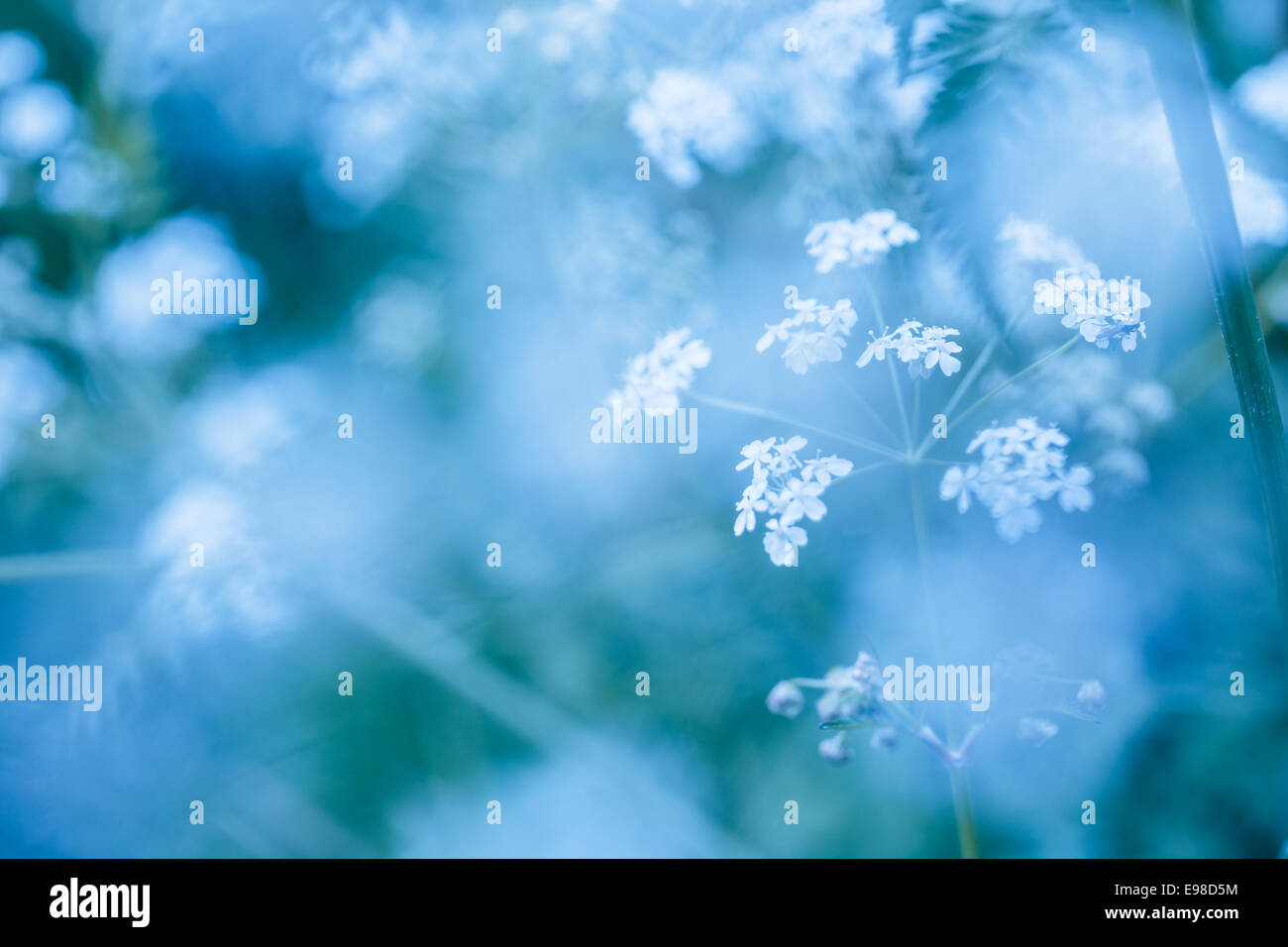 Soft blue spring background avec les inflorescences de délicates fleurs blanches pour une toile de nature éthérée de rêve Banque D'Images