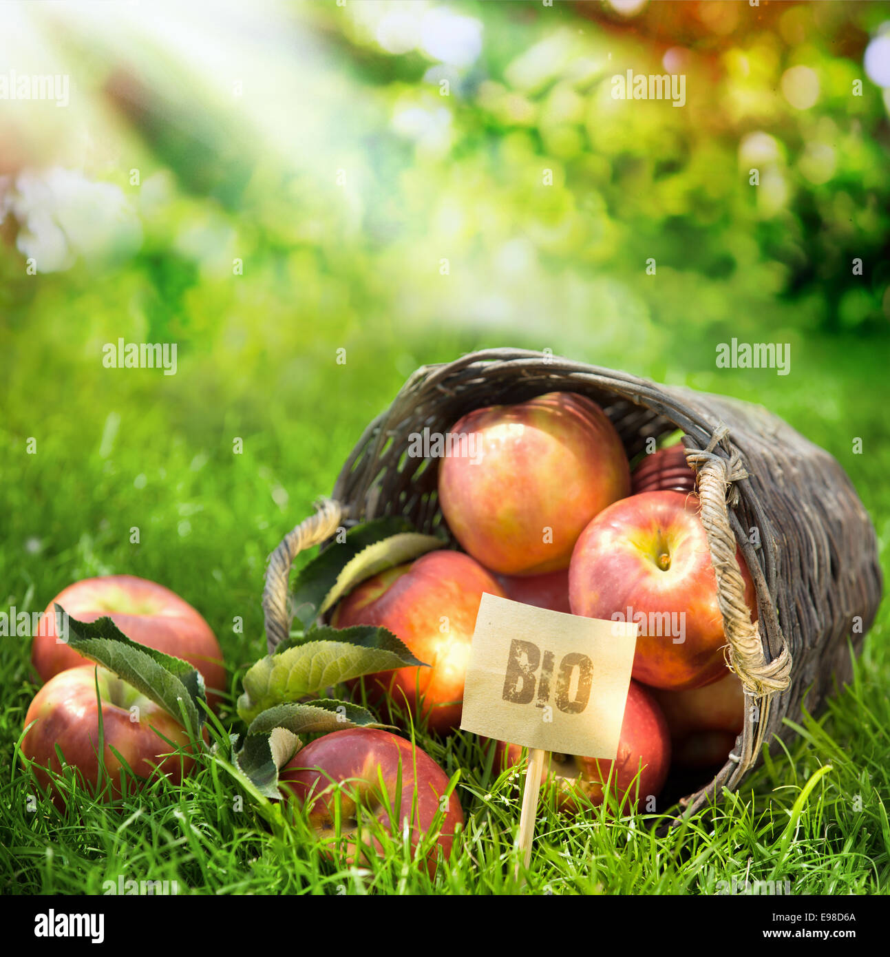 Frais de la ferme des pommes de la catégorie et étiquetés Bio produits sans produits chimiques dans un panier en osier dans un verger luxuriant avec rayons de soleil d'été Banque D'Images