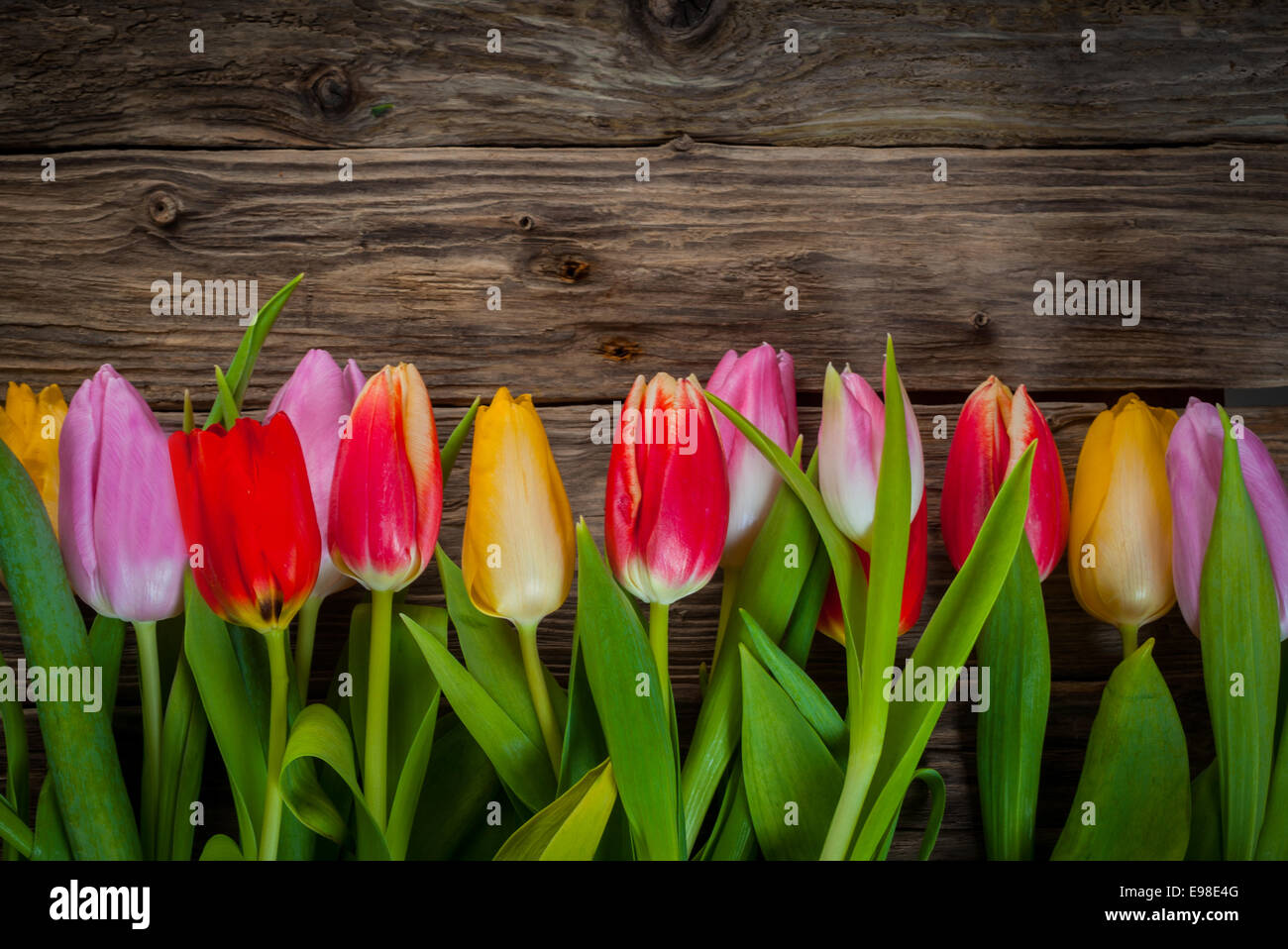 Floral coloré tulipes fraîches de frontière en rouge, violet et jaune disposés en ligne sur un fond rustique en bois patiné avec Banque D'Images