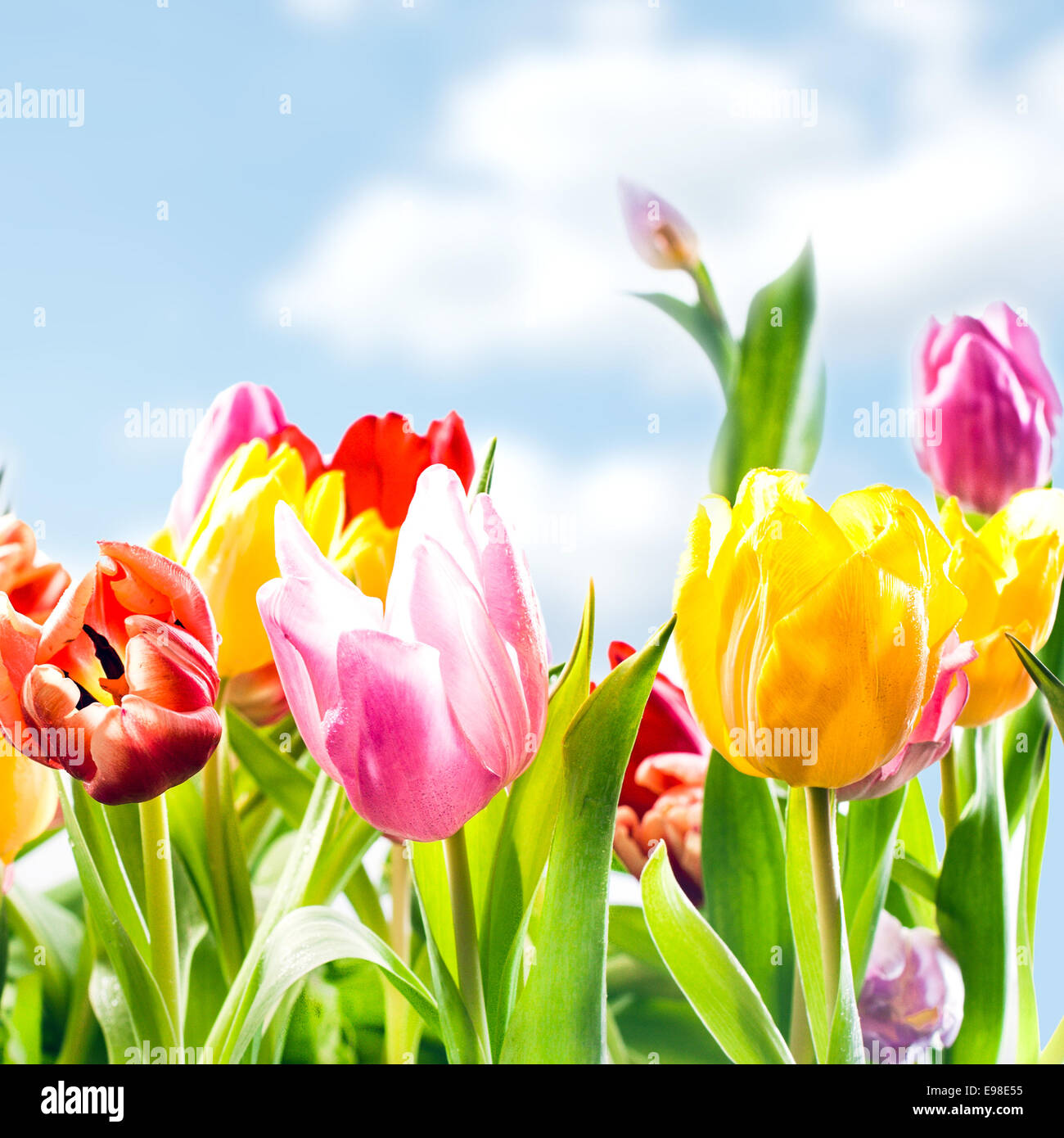 Arrière-plan de frais du printemps tulipes dynamique en jaune, rouge et rose à l'extérieur de plus en plus dans le cadre d'un ciel bleu ensoleillé, vue rapprochée en format carré Banque D'Images