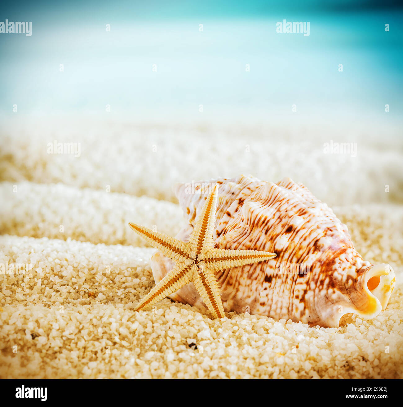 Et d'étoiles de coquillage sur une plage tropicale allongé sur le sable doré sur une chaude journée d'été en format carré avec coin vignettage Banque D'Images