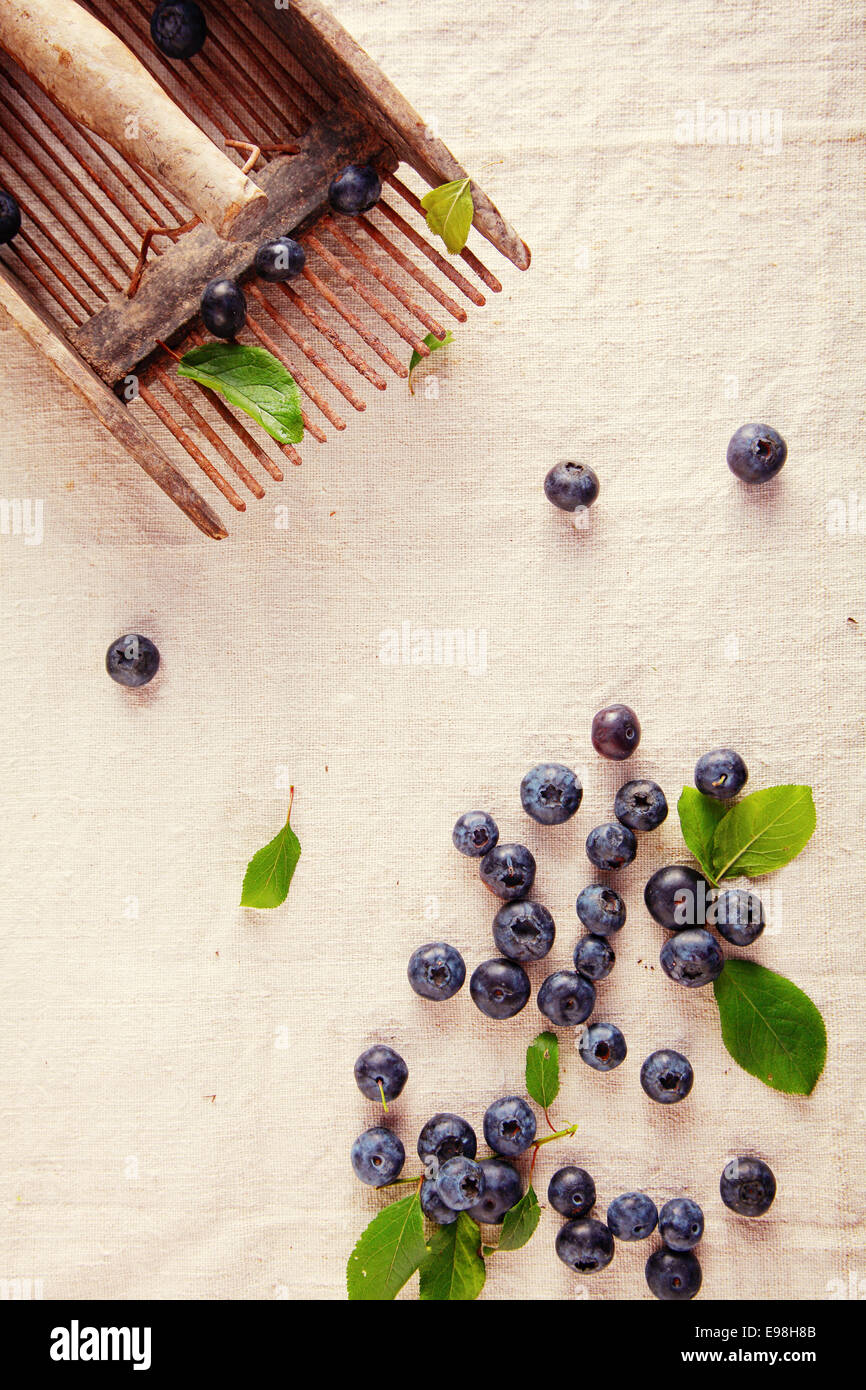 Les baies bleu sucré frais dispersés sur le fond de toile blanche. Banque D'Images