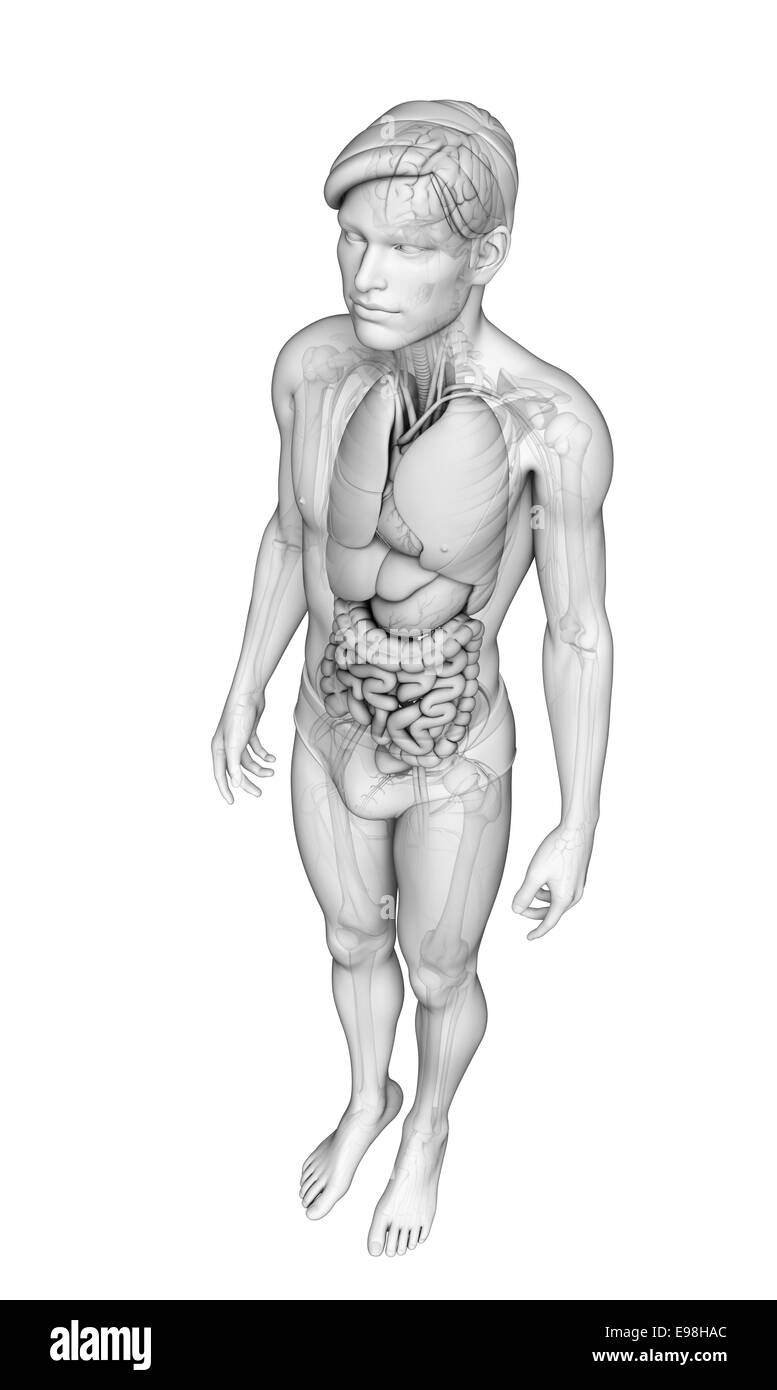 Illustration de l'homme système digestif Banque D'Images