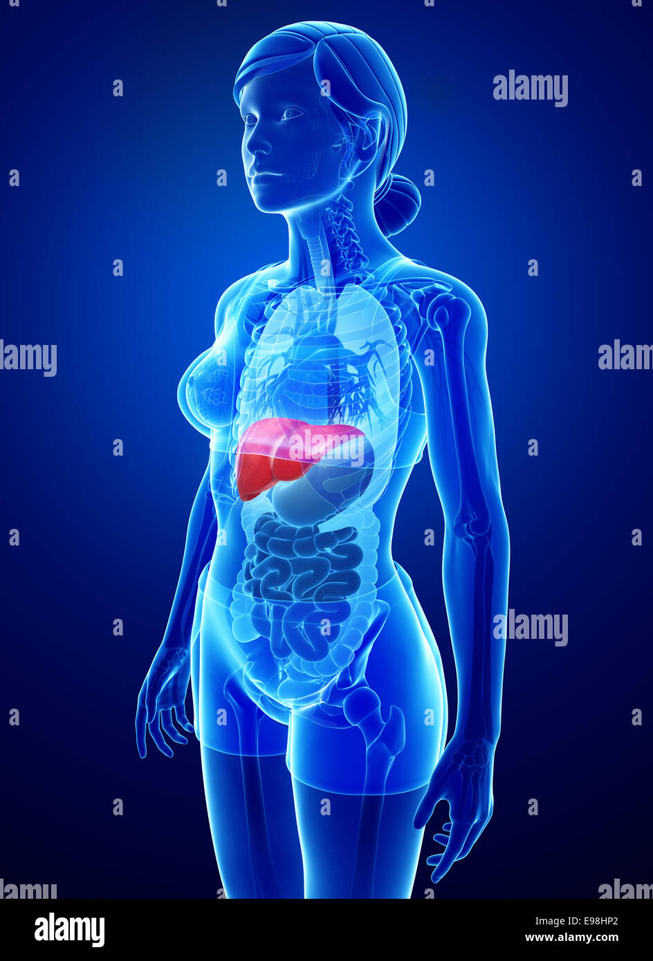 Illustration de l'anatomie du foie femelle Banque D'Images