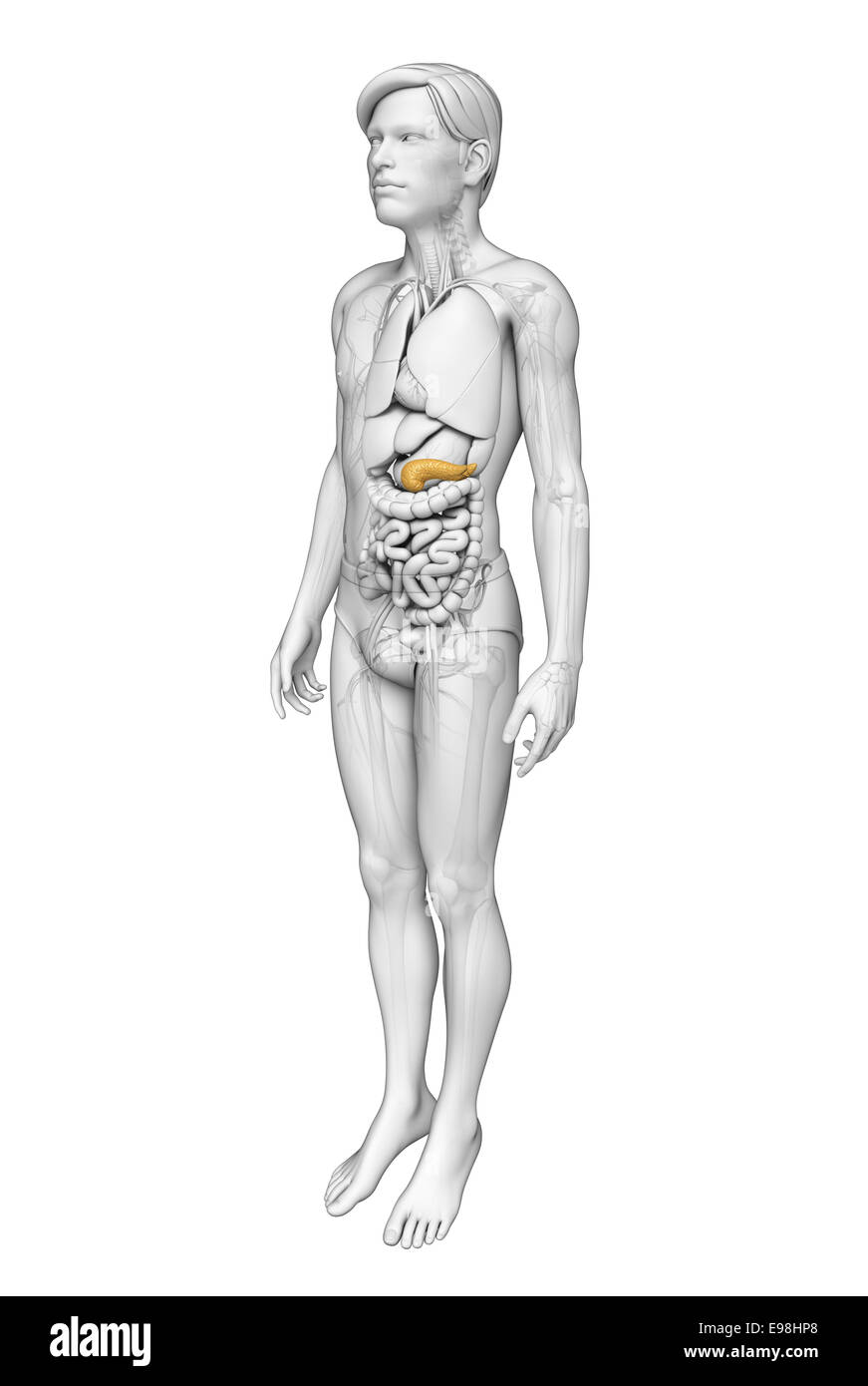 Illustration de l'homme anatomie du pancréas Banque D'Images