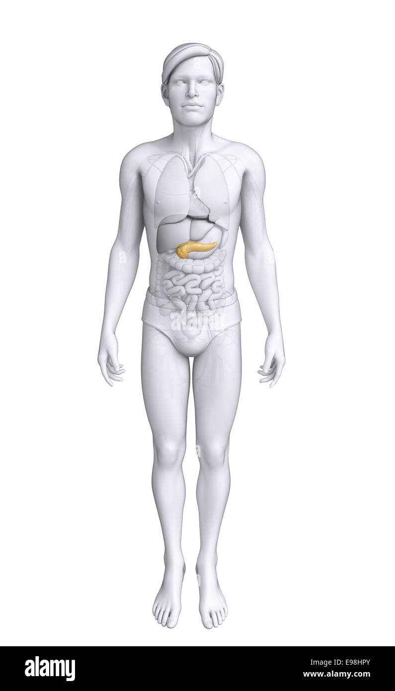 Illustration de l'homme anatomie du pancréas Banque D'Images