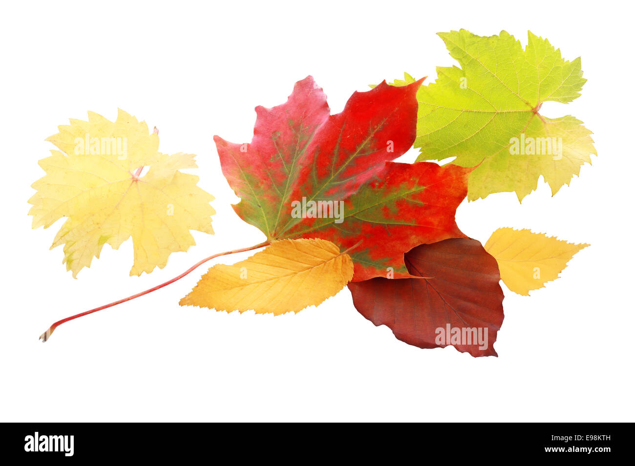 Des feuilles d'automne rouge vif parmi une sélection de feuilles en jaune et vert montrant la palette de couleurs de l'automne, isolated on white Banque D'Images