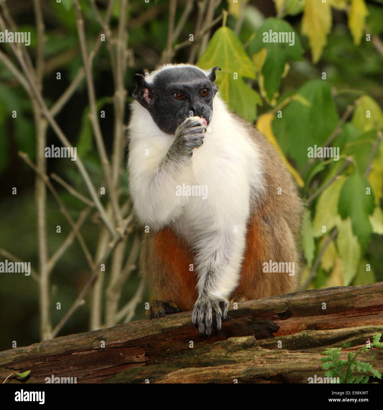 Pied tamarin monkey (Saguinus bicolor) manger un morceau de fruit Banque D'Images