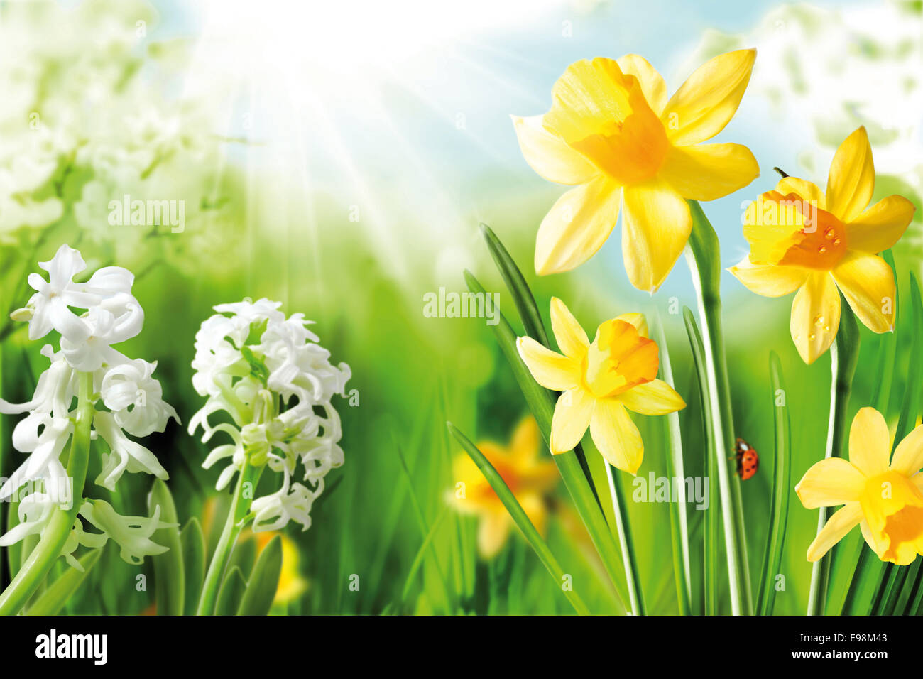 Bulbes de printemps joyeux. Contexte de la floraison des jonquilles jaune et blanc narcisse sous soleil du printemps Banque D'Images