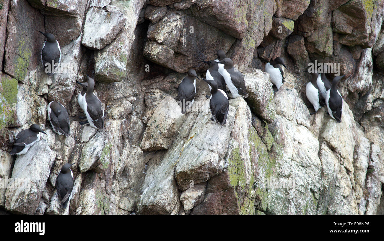 Un groupe de guillemot (Uria aalge s'accrochent à la falaise rocheuse de leur territoire de nidification près de Buchan Bullers Aberdeenshire Banque D'Images
