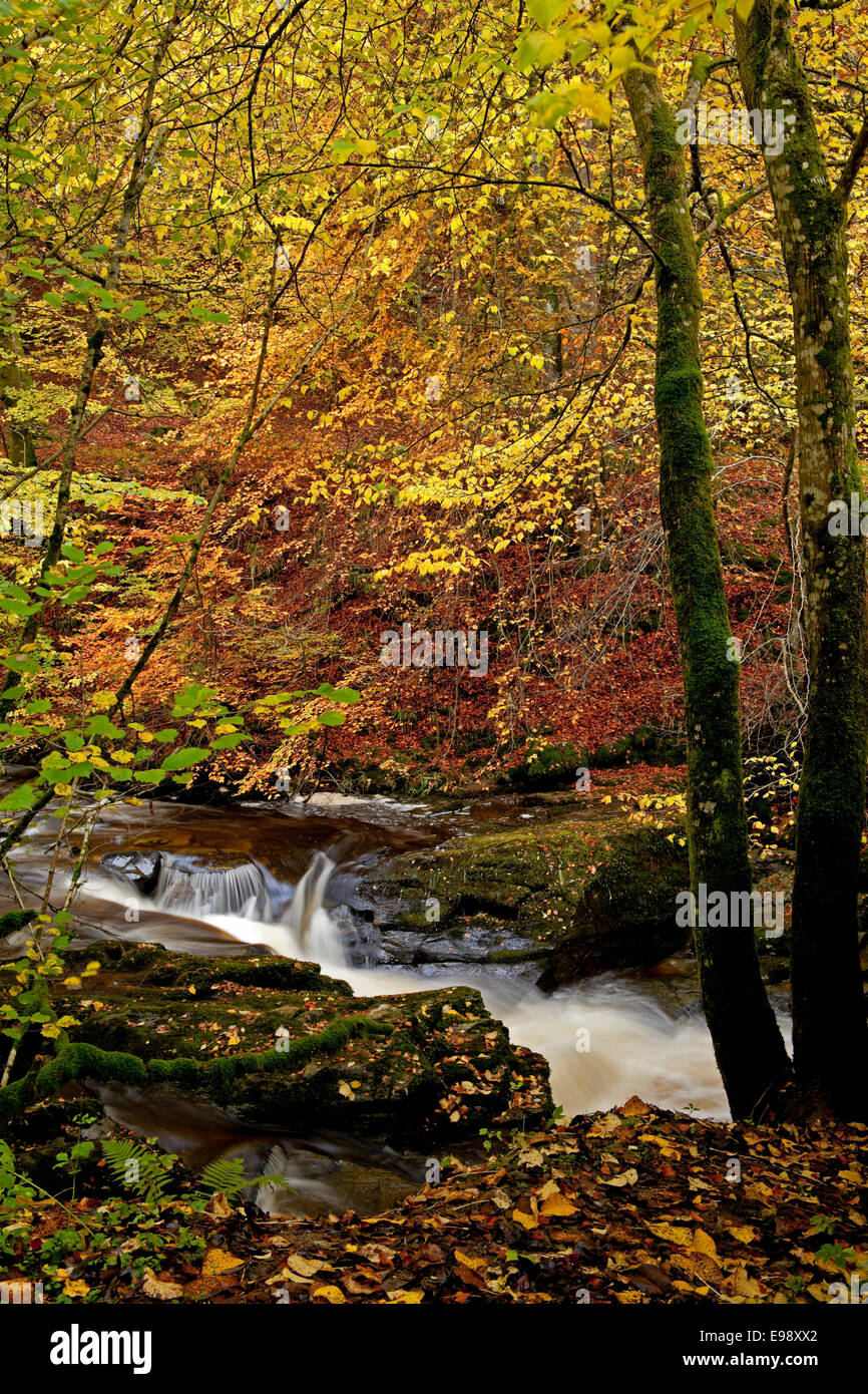 L'automne, rivière, Aberfeldy Birks, Perth Kinross, Perthshire, Écosse, Royaume-Uni Banque D'Images