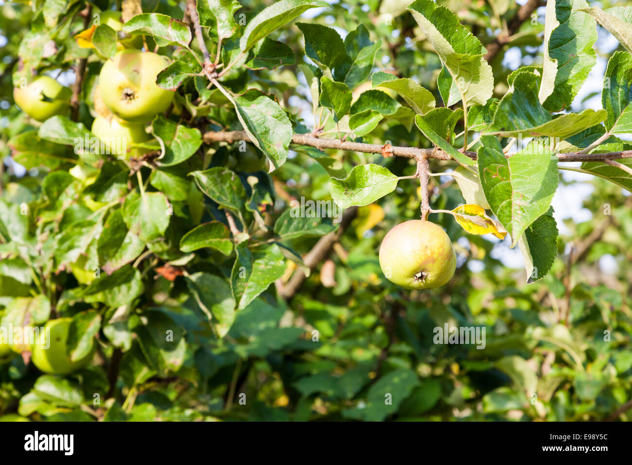 Pommes sur un pommier sauvage de plus en plus, au milieu de l'été, England, UK Banque D'Images