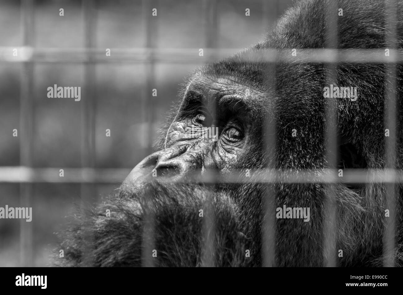 Une image en noir et blanc du visage d'un gorille avec un regard triste. Banque D'Images