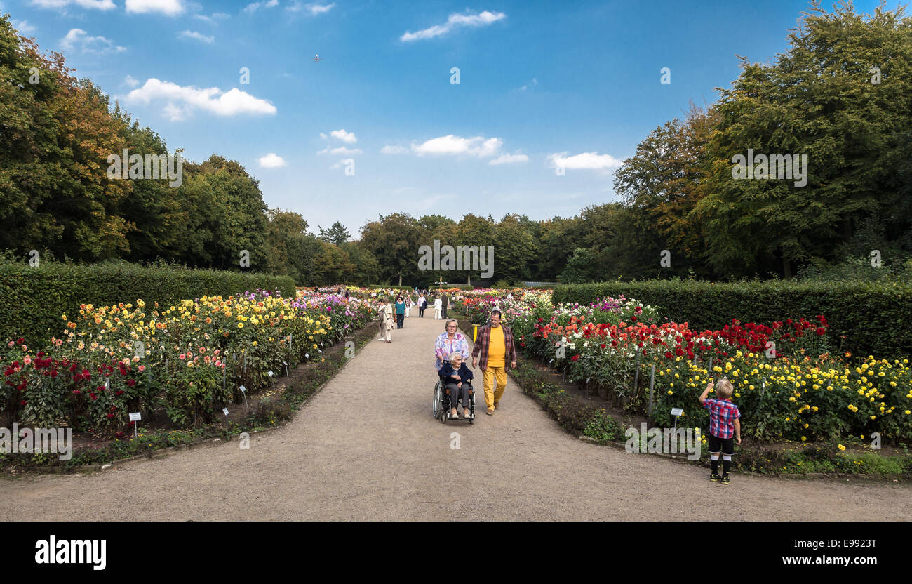 Le Dahlia-Garden est un parc unique à Hambourg même si elle est à peine connue dans la deuxième plus grande ville d'Allemagne elle-même. Il a ouvert ses portes en 1920 dans la partie occidentale de la ville, et il se transforme en une mer de couleurs chaque année en automne, lorsque 11 000 plantes voici je Banque D'Images