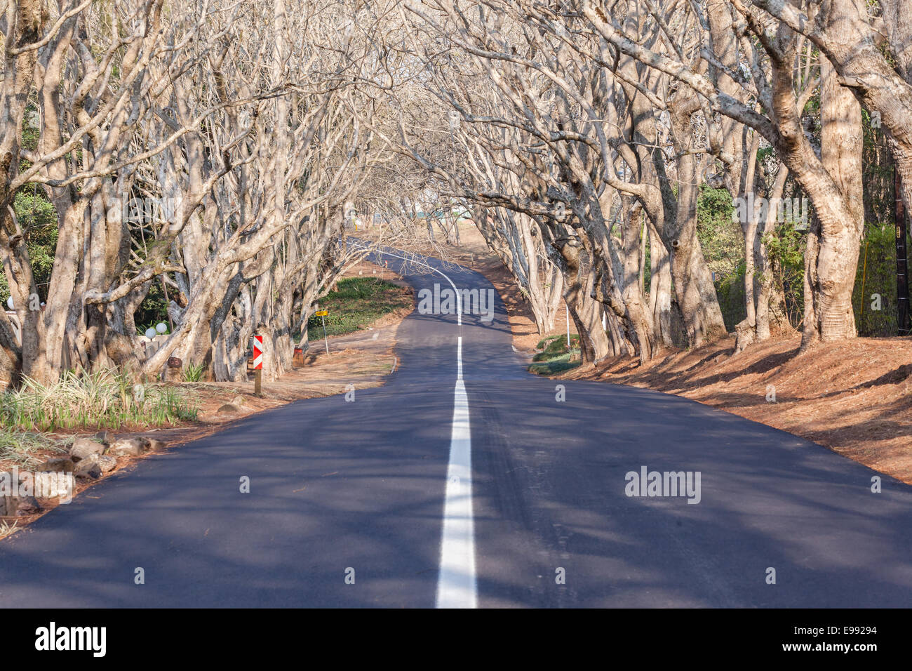 Route de campagne nouvel asphalte route goudronnée ligne solide blanc avec des arbres et des haies dans le pittoresque quartier résidentiel Banque D'Images