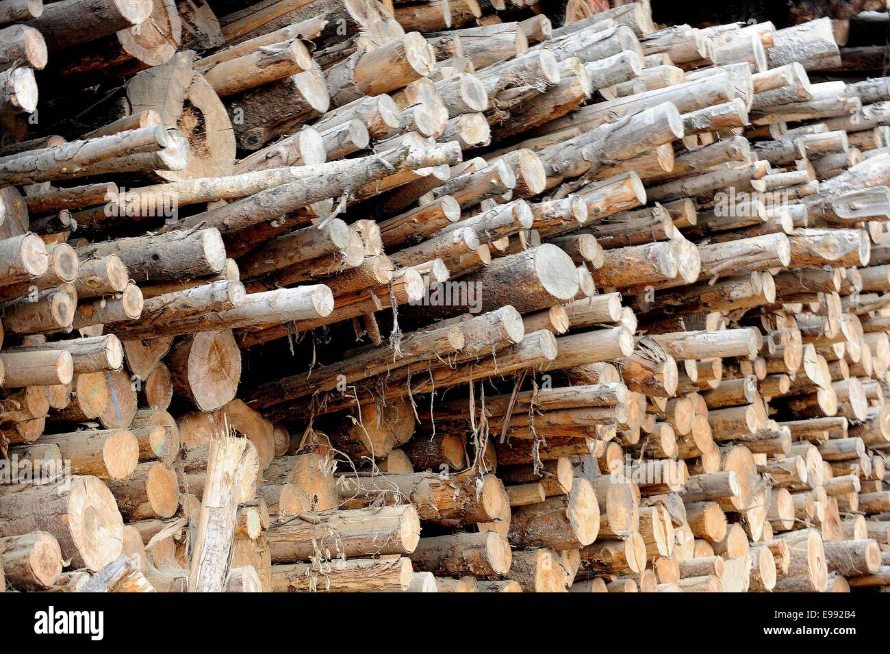 Vue extérieure de German Pellets à Ettenheim, dans le sud de l'Allemagne, le 21 octobre 2009. German Pellets est Europe s plus grand producteur de granulés de bois. Banque D'Images