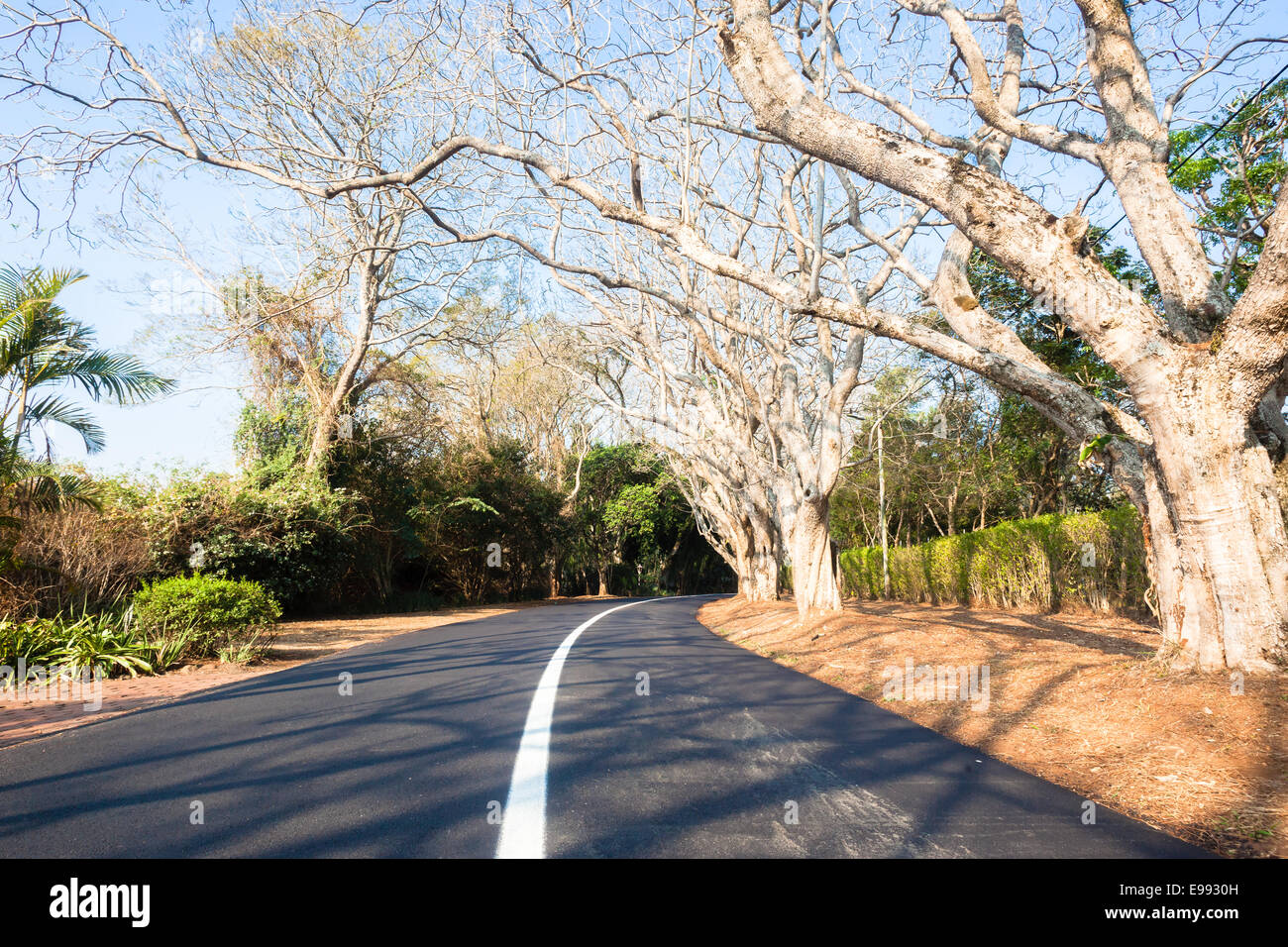 Route de campagne nouvel asphalte route goudronnée ligne solide blanc avec des arbres et des haies dans le pittoresque quartier résidentiel Banque D'Images