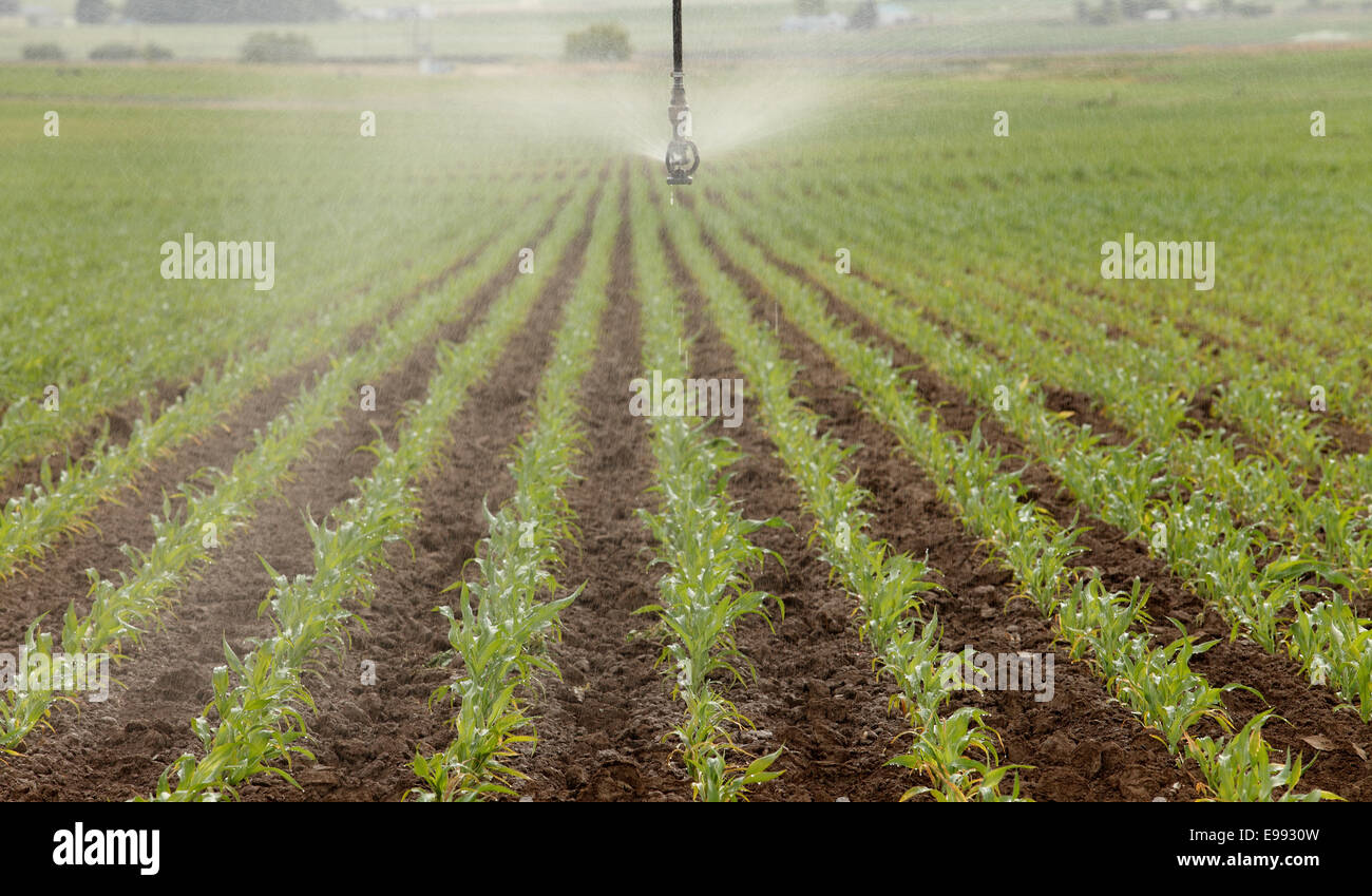 Rangées de maïs dans un champ agricole irriguée sprinkleur Banque D'Images