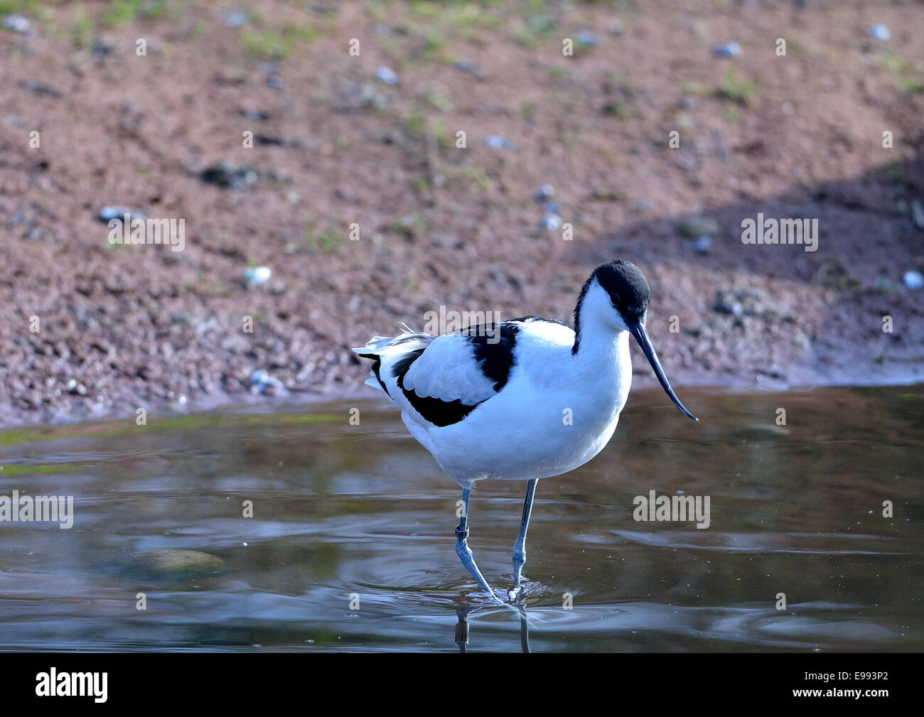 Avocette élégante Recurvirostra avosetta un noir et blanc à motifs d'échassier avec un long bec courbé vers le haut. Banque D'Images