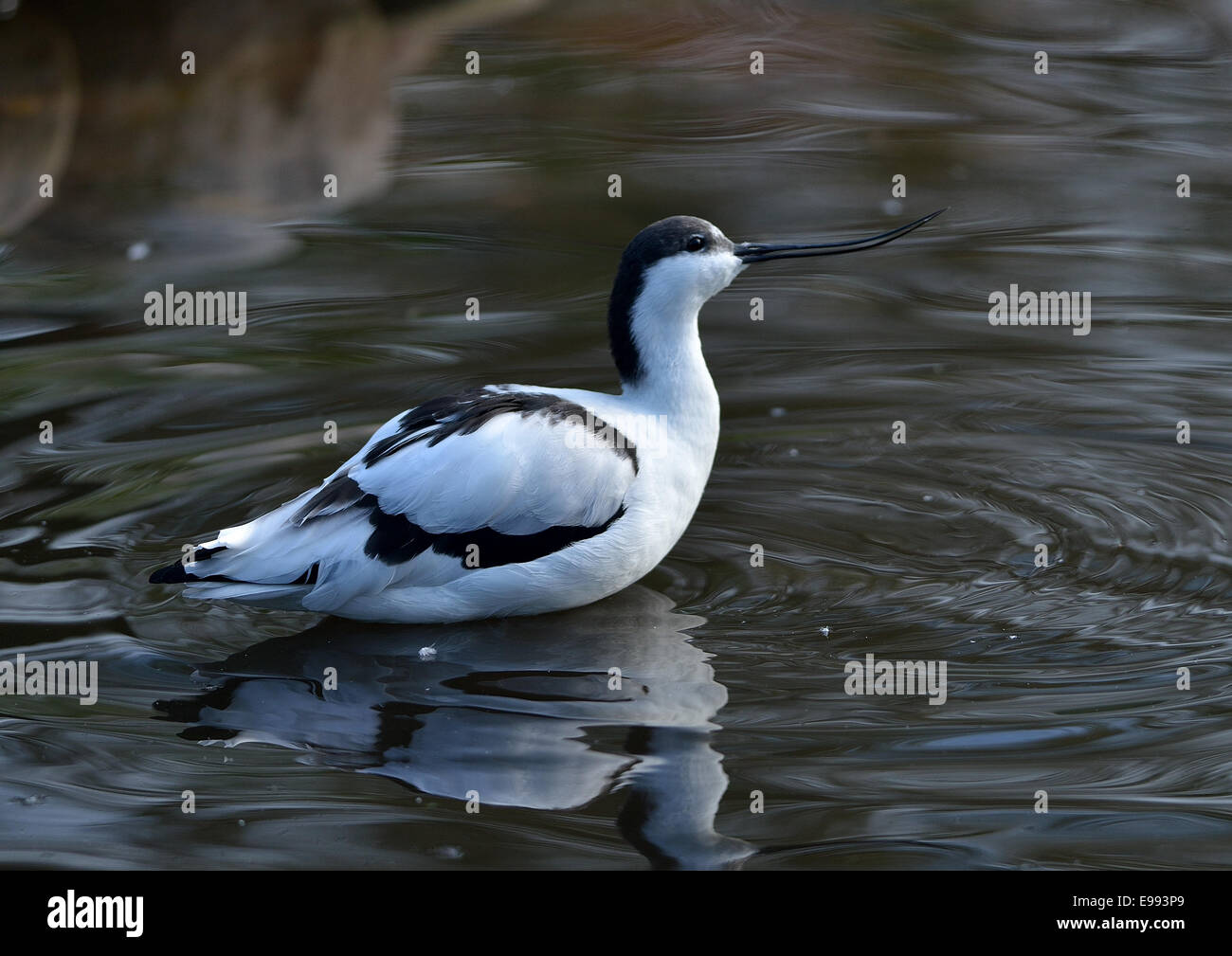 Avocette élégante Recurvirostra avosetta un noir et blanc à motifs d'échassier avec un long bec courbé vers le haut. Banque D'Images