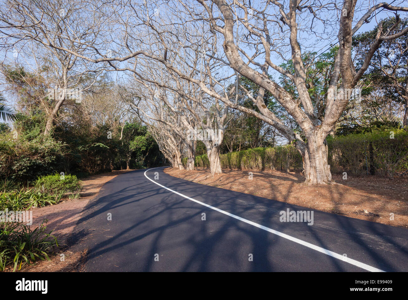 Route de campagne nouvel asphalte route goudronnée ligne solide blanc avec des arbres et des haies dans le pittoresque quartier résidentiel Banque D'Images