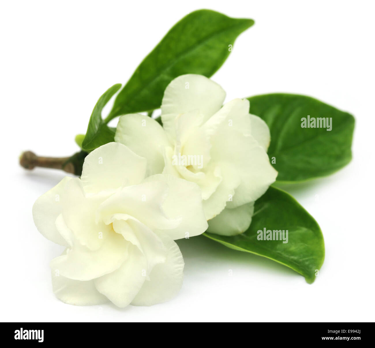 Jasmine ou crêpe Tagar Fleur du sous-continent indien sur fond blanc Banque D'Images