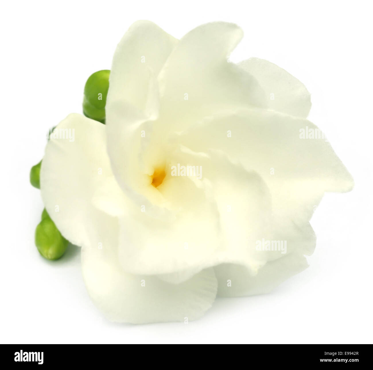 Jasmine ou crêpe Tagar Fleur du sous-continent indien sur fond blanc Banque D'Images