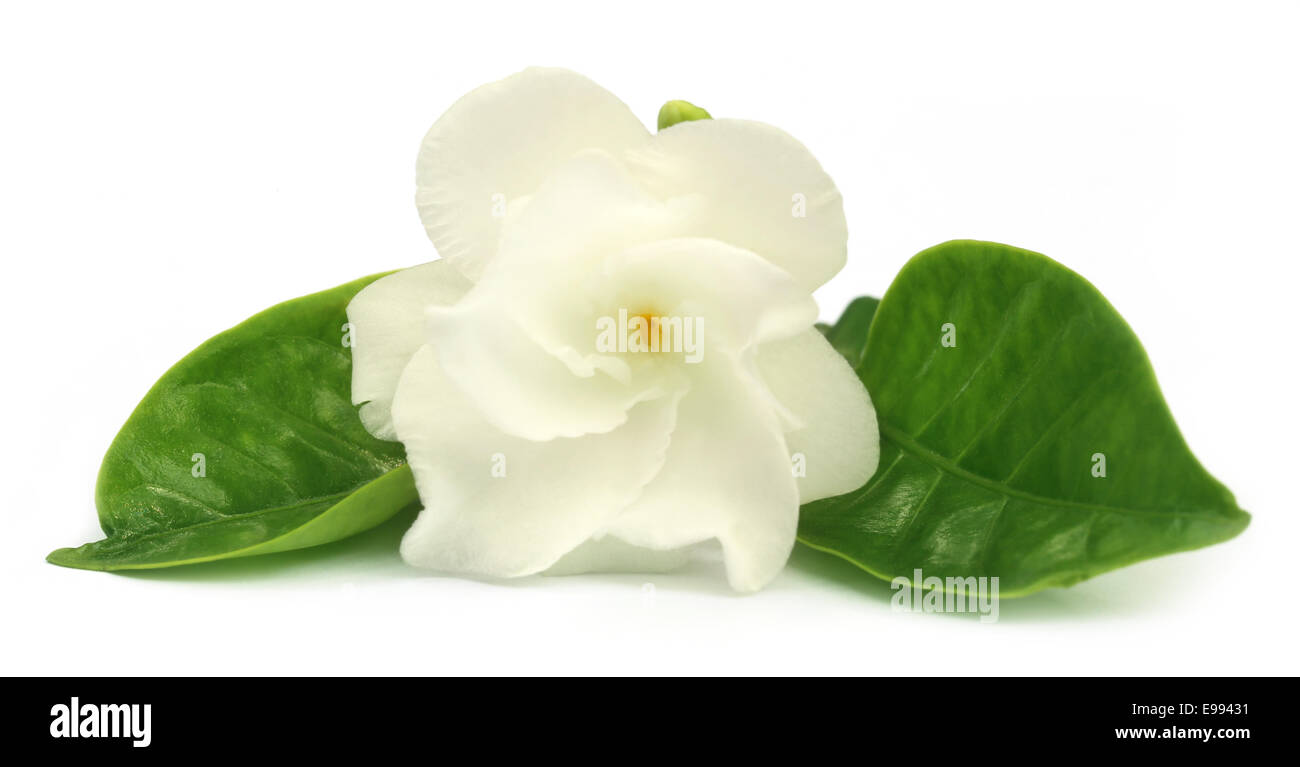 Jasmine ou crêpe Tagar Fleur du sous-continent indien sur fond blanc Banque D'Images