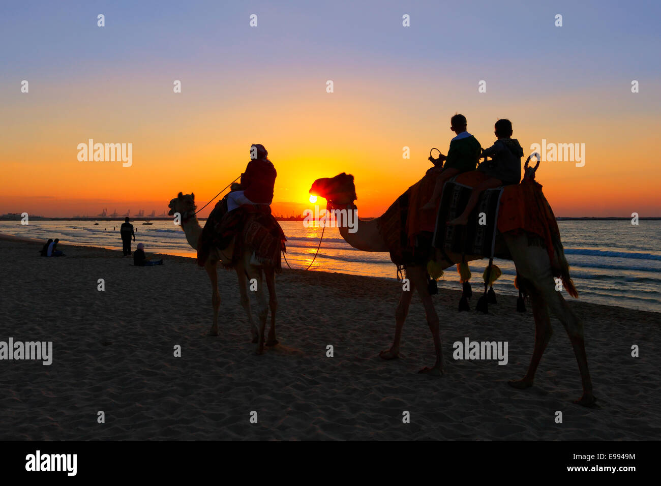 Monter des chameaux au coucher du soleil sur la plage de Jumeirah à Dubaï. Banque D'Images