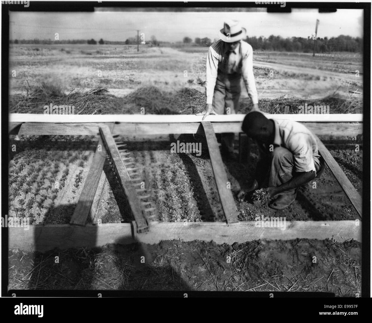 Planter des graines de tomates en petites chambres 14930946968 o Banque D'Images