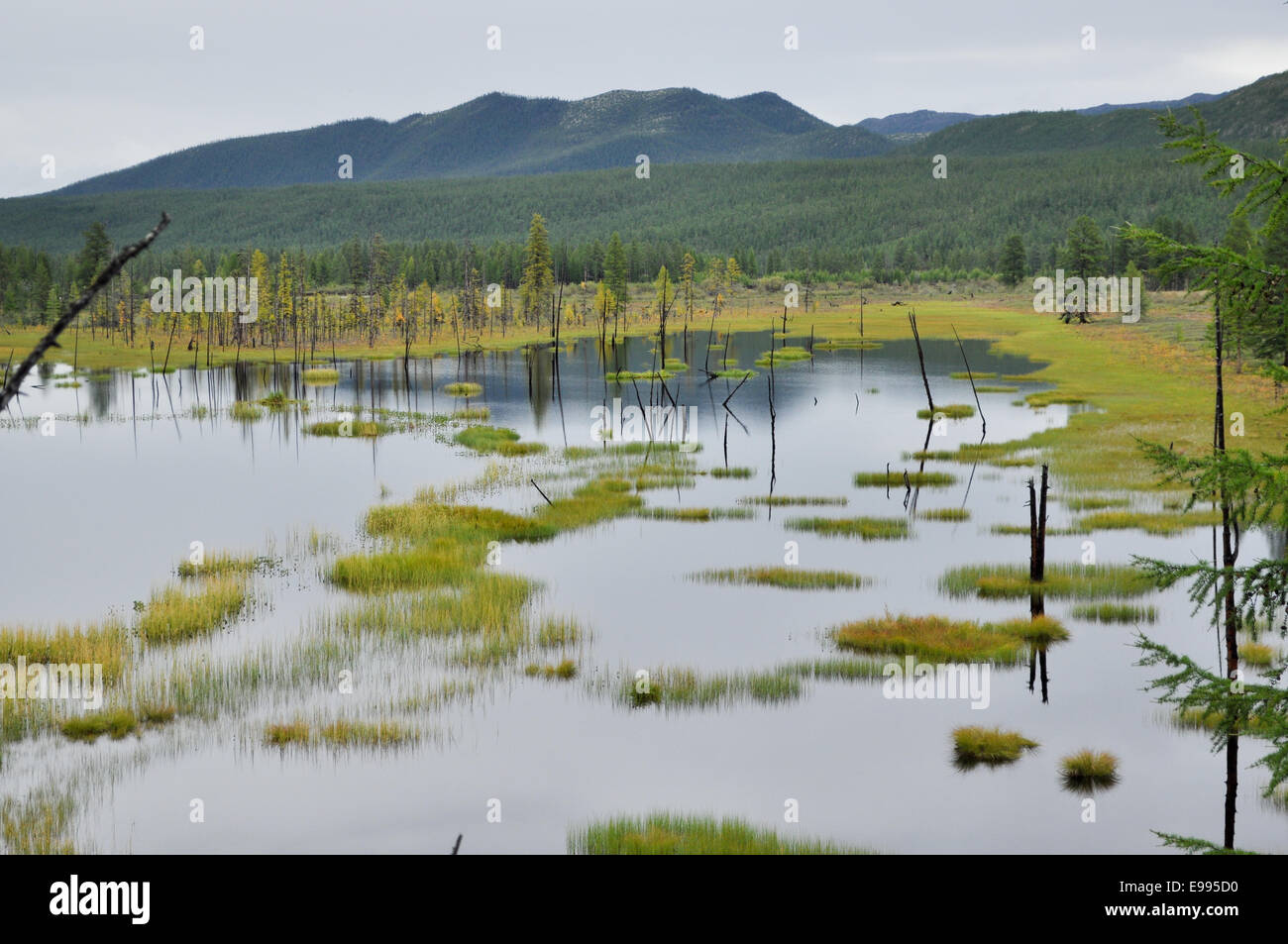 Lac des zones humides sous un ciel gris. La vallée de la rivière Suntar, dans la montagne de l'-khayata suntar. Banque D'Images