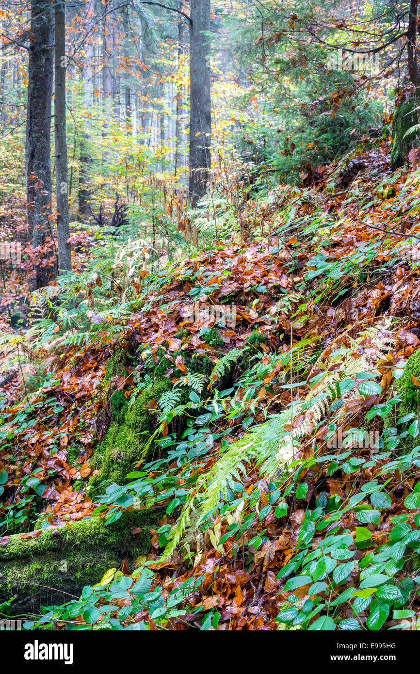 Forêt de montagne du nord de l'Europe à l'automne Basse Silésie Pologne Banque D'Images
