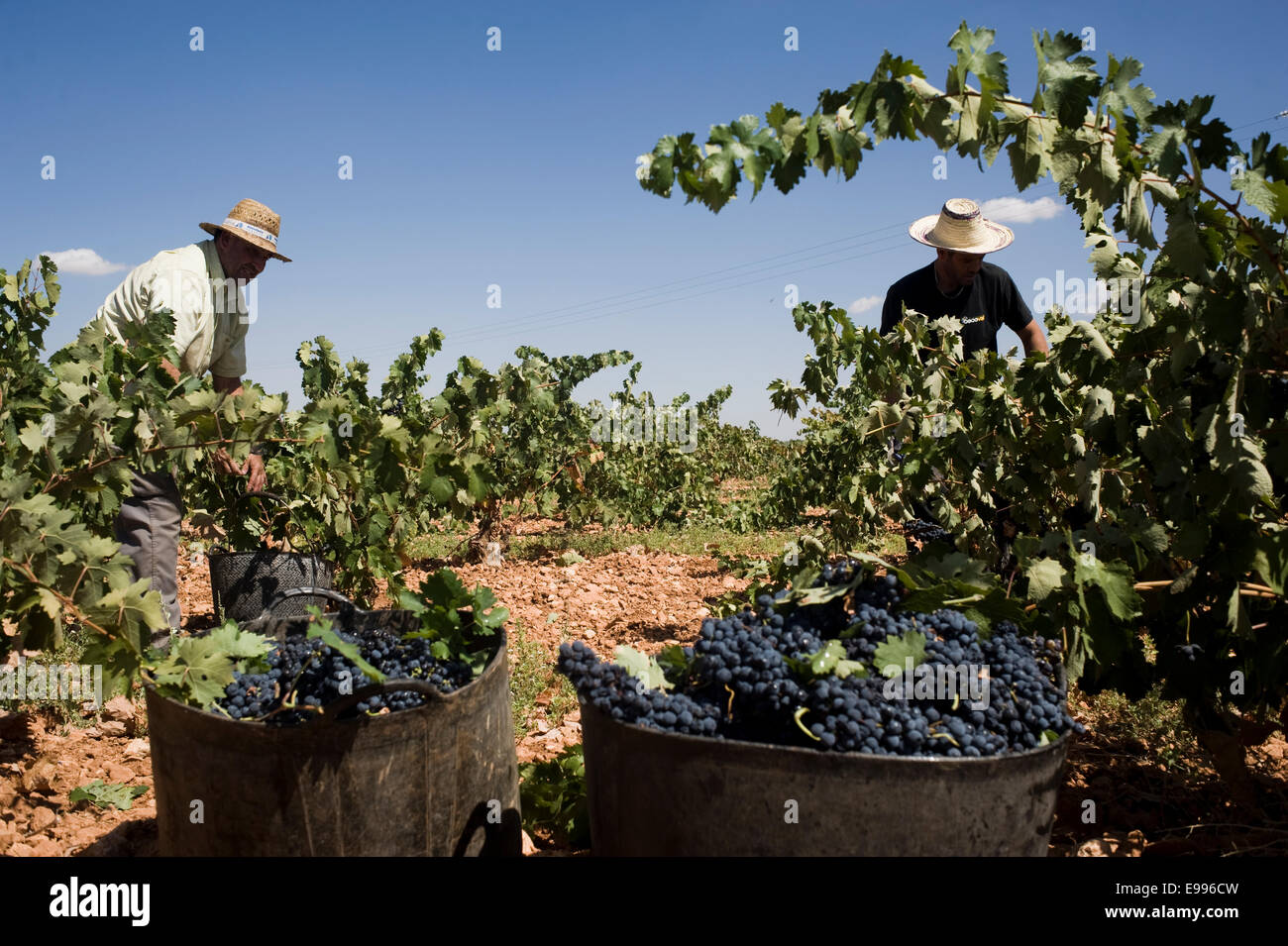 Travailleurs temporaires ramasser les raisins de tempranillo à Valdepeñas, Ciudad Real, Espagne. vignoble groupe de travail saisonnier Travailleur agricole Banque D'Images