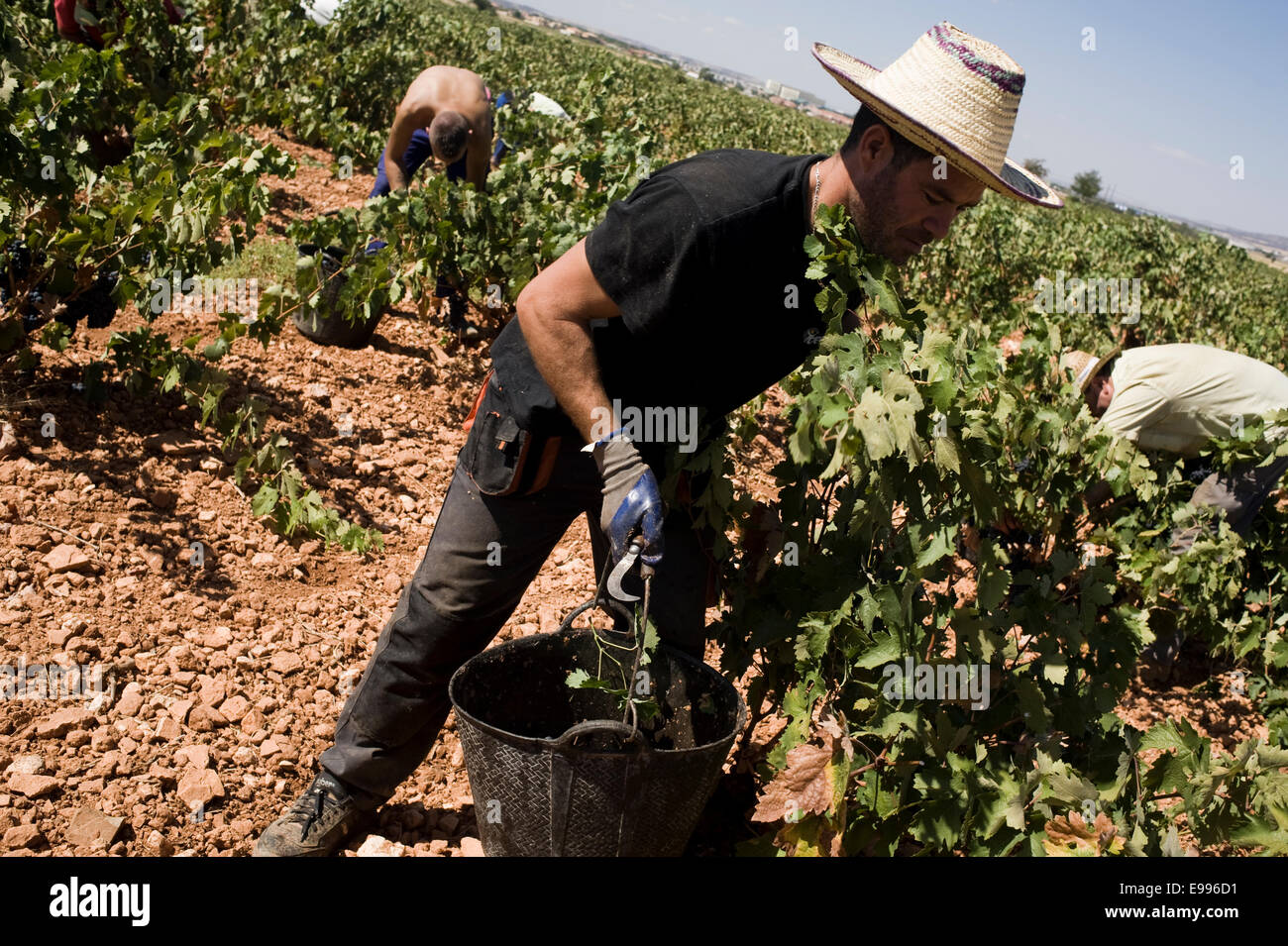 Travailleurs temporaires ramasser les raisins de tempranillo à Valdepeñas, Ciudad Real, Espagne. vignoble groupe de travail saisonnier Travailleur agricole Banque D'Images