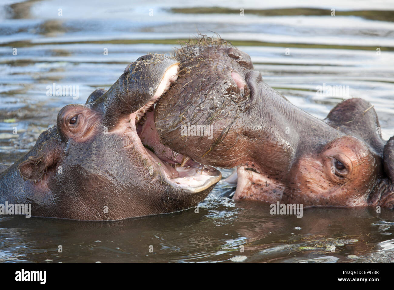 Une femelle avec son petit hippopotame commun Banque D'Images