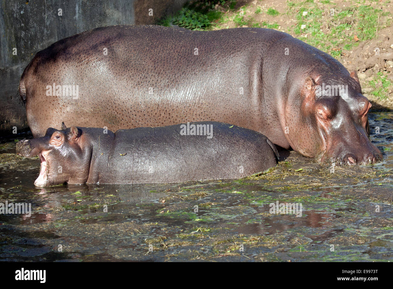 Une femelle avec son petit hippopotame commun Banque D'Images