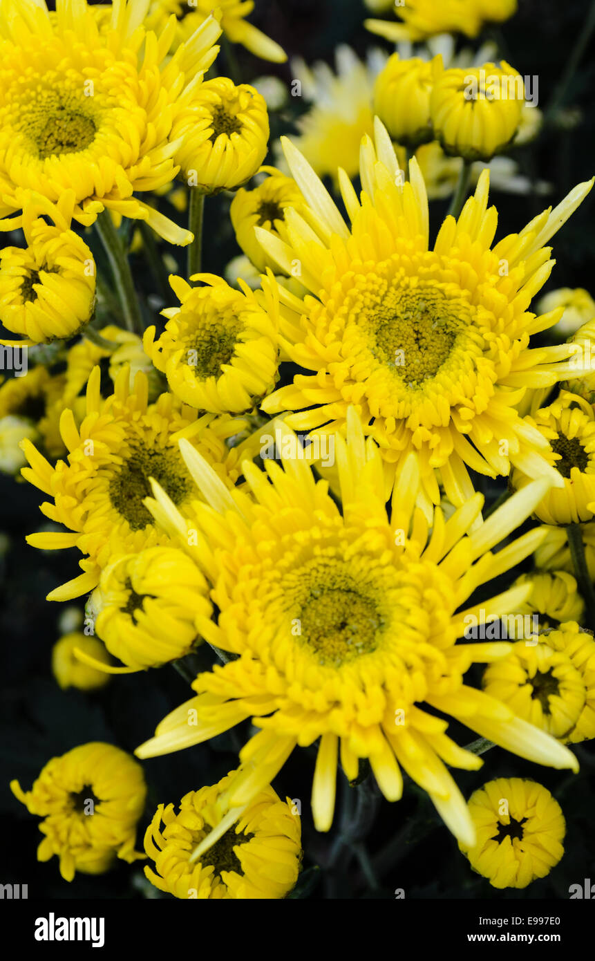Close up fleurs Chrysanthème jaune sur un arbre en vue de dessus Banque D'Images