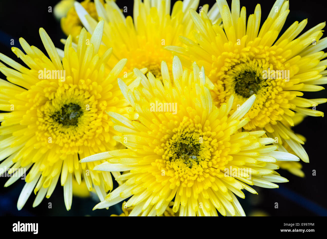 Close up fleurs Chrysanthème jaune sur un arbre en vue de dessus Banque D'Images
