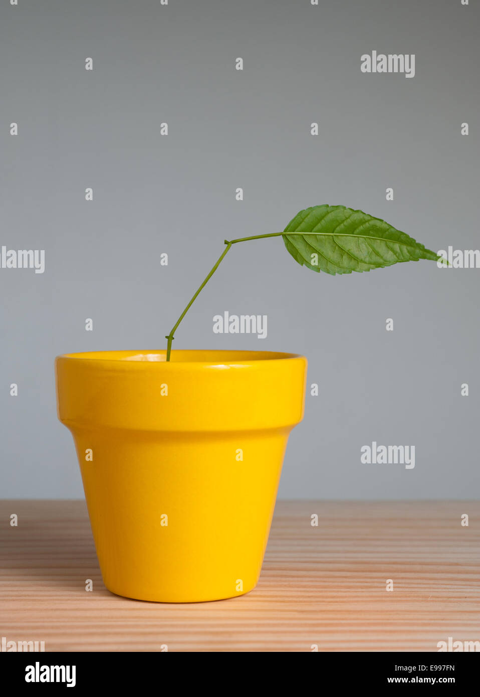 Jeune plante avec une feuille en pot en argile Banque D'Images