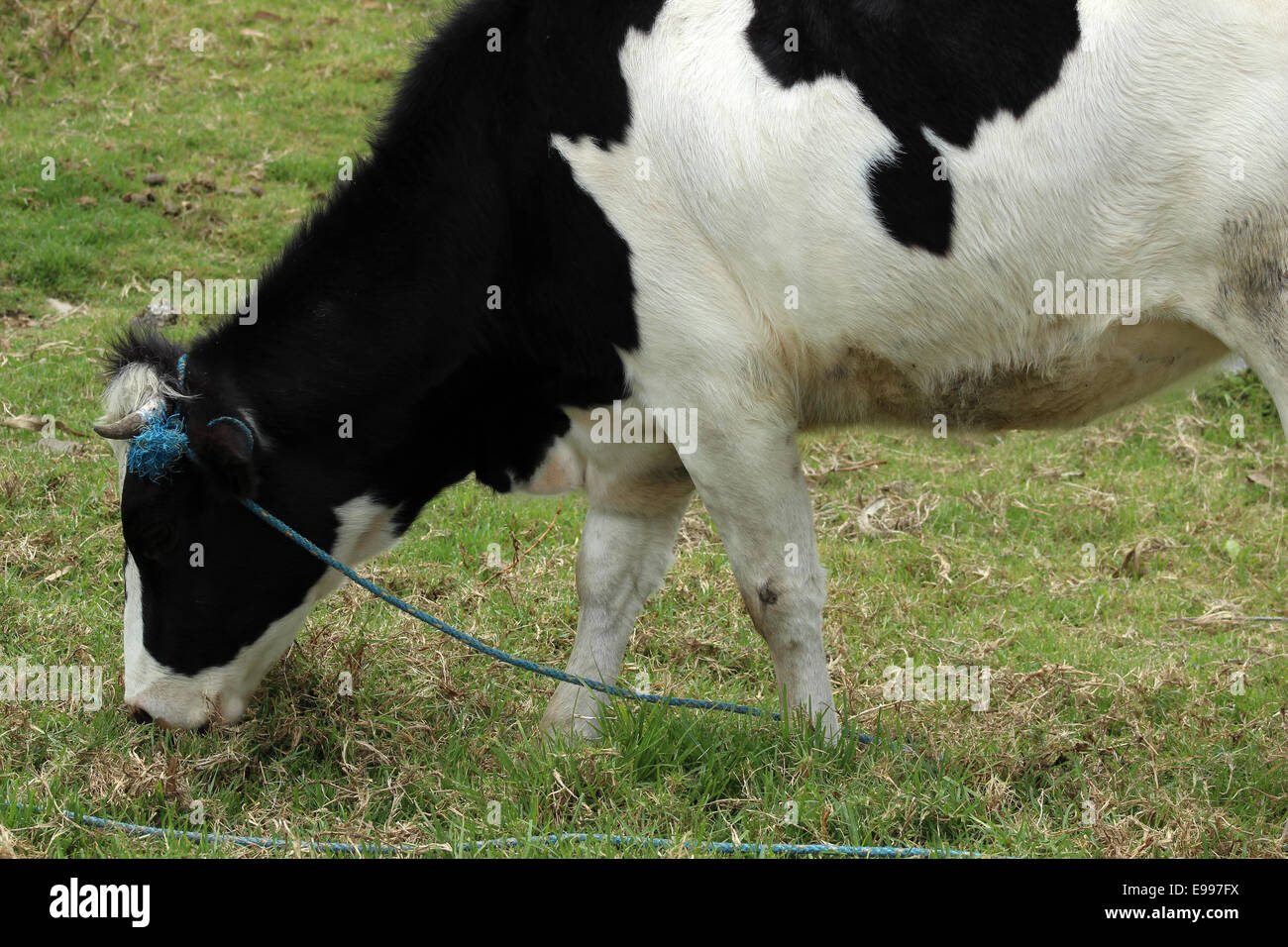 Une vache Holstein agriculteurs dans un pâturage à Cotacachi (Équateur) Banque D'Images