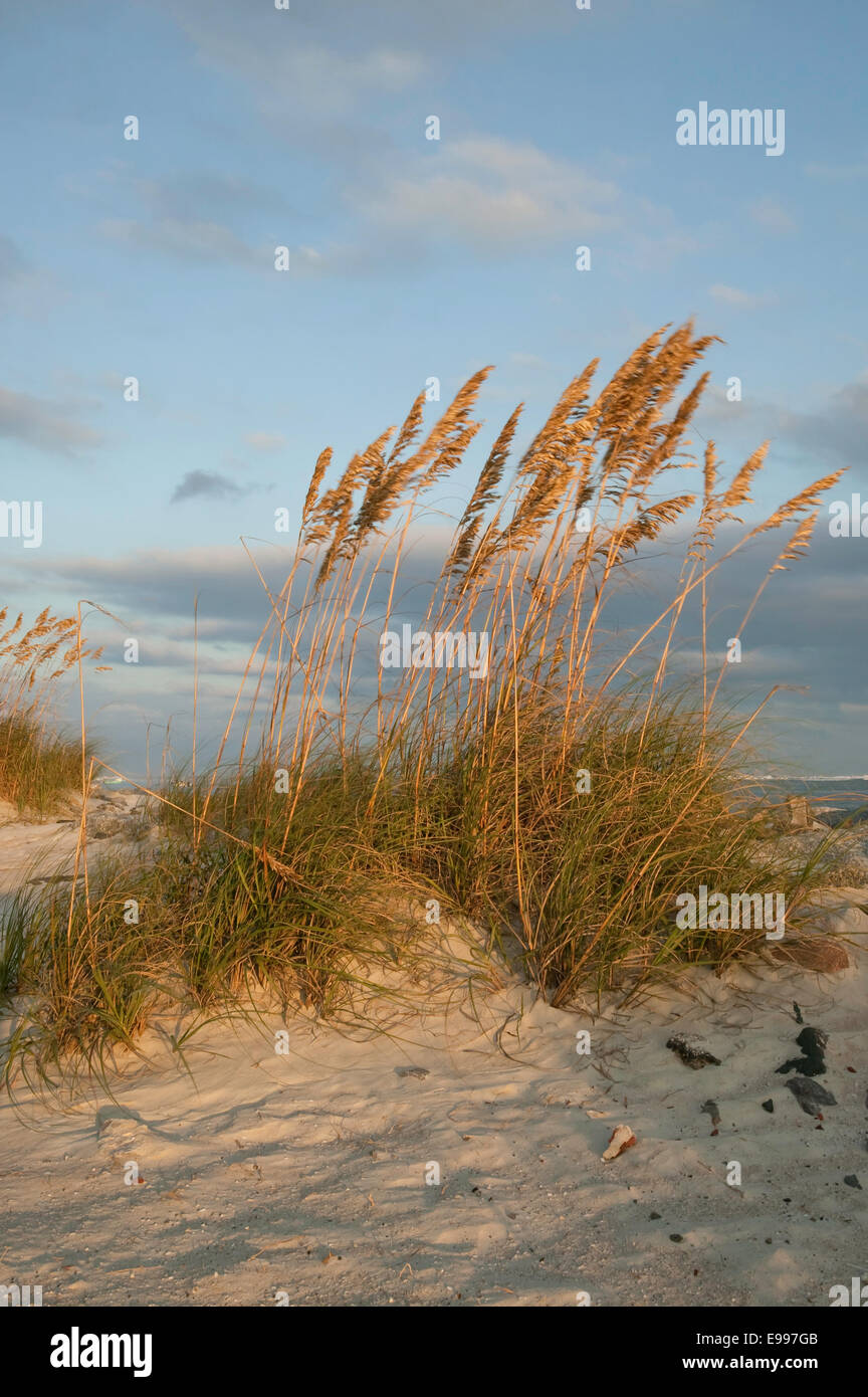 Avoine de mer dorée (Uniola paniculata) au sommet d'une dune de sable, Daytona Beach, Floride. Banque D'Images