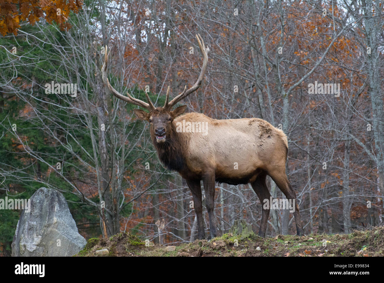 Avec Wapiti Banque De Photographies Et D images Haute R solution Alamy avec-wapiti-banque-de-photographies-et-d-images-haute-r-solution-alamy