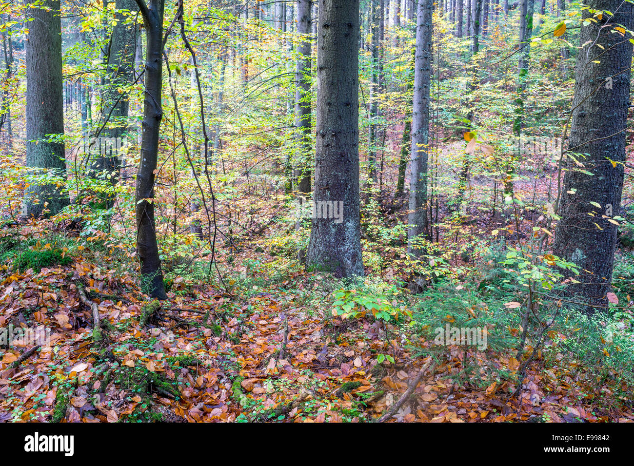 Forêt de montagne du nord de l'Europe à l'automne Basse Silésie Pologne Banque D'Images