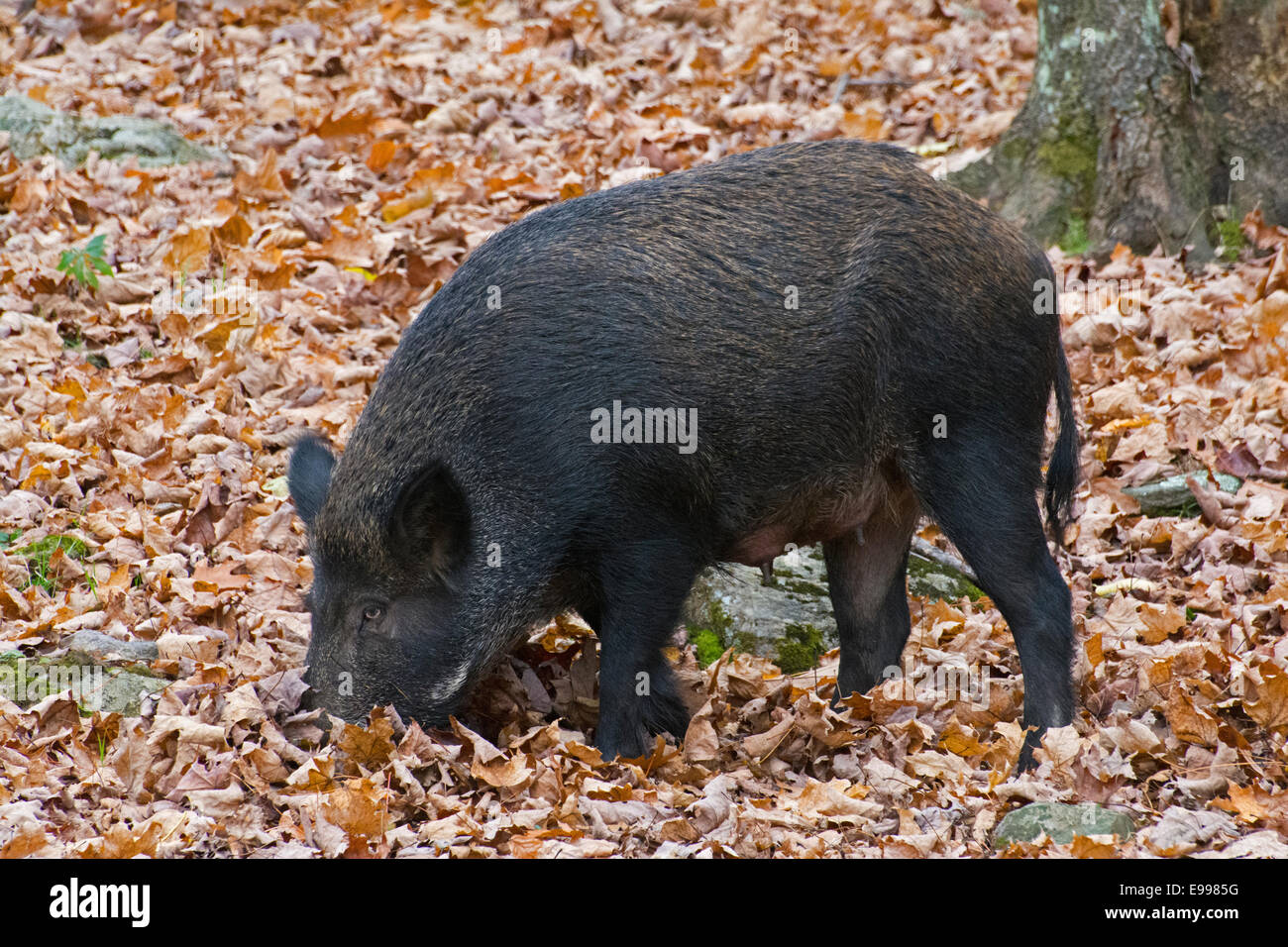 Un Razorback sow enracinement dans les feuilles tombées. Banque D'Images