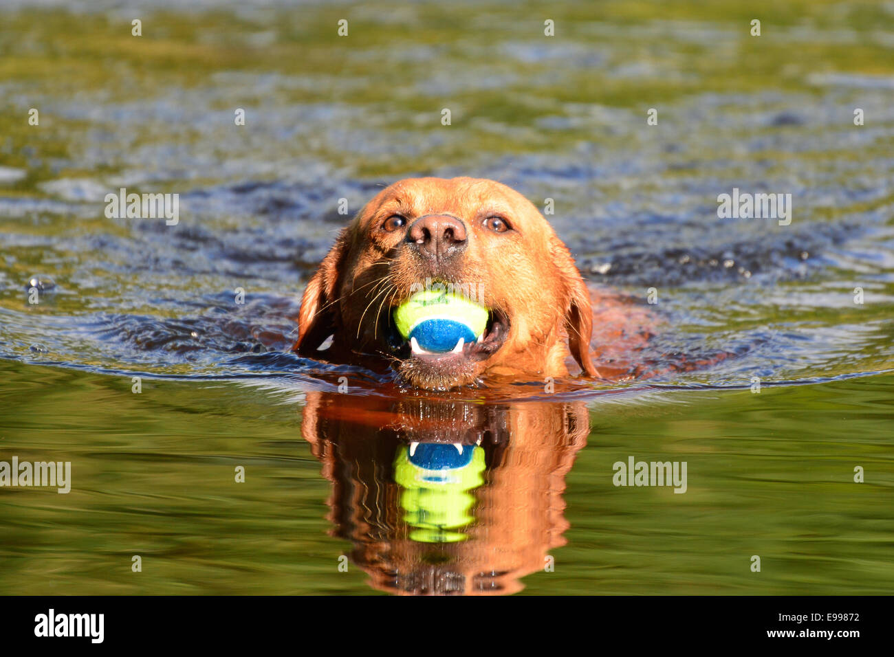 Red Fox chien labrador nage avec balle dans un lac Banque D'Images