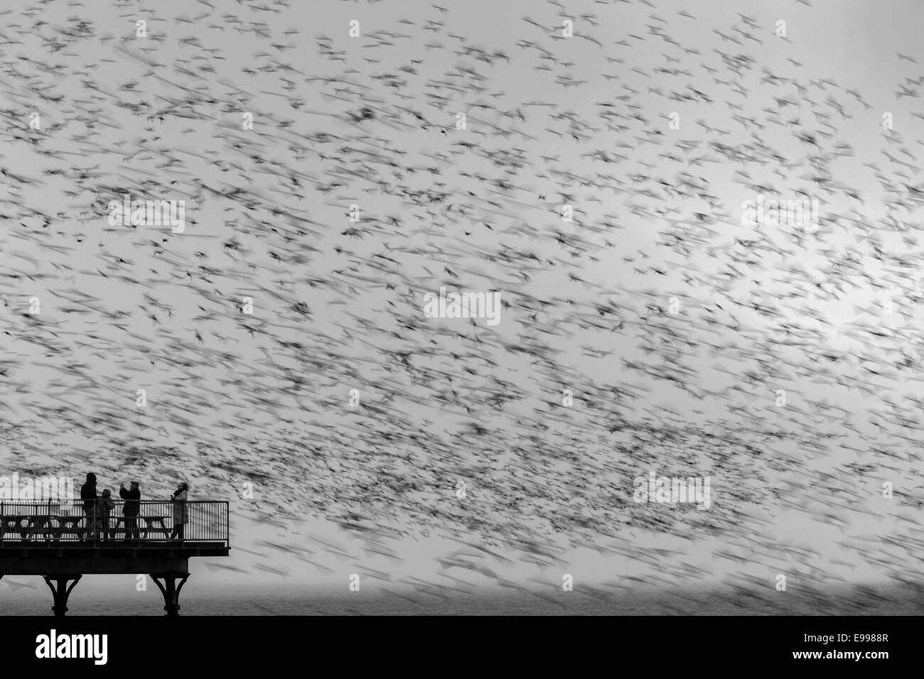 Un milieu urbain sur la jetée de starling murmuration Aberystwyth sur la promenade. Banque D'Images