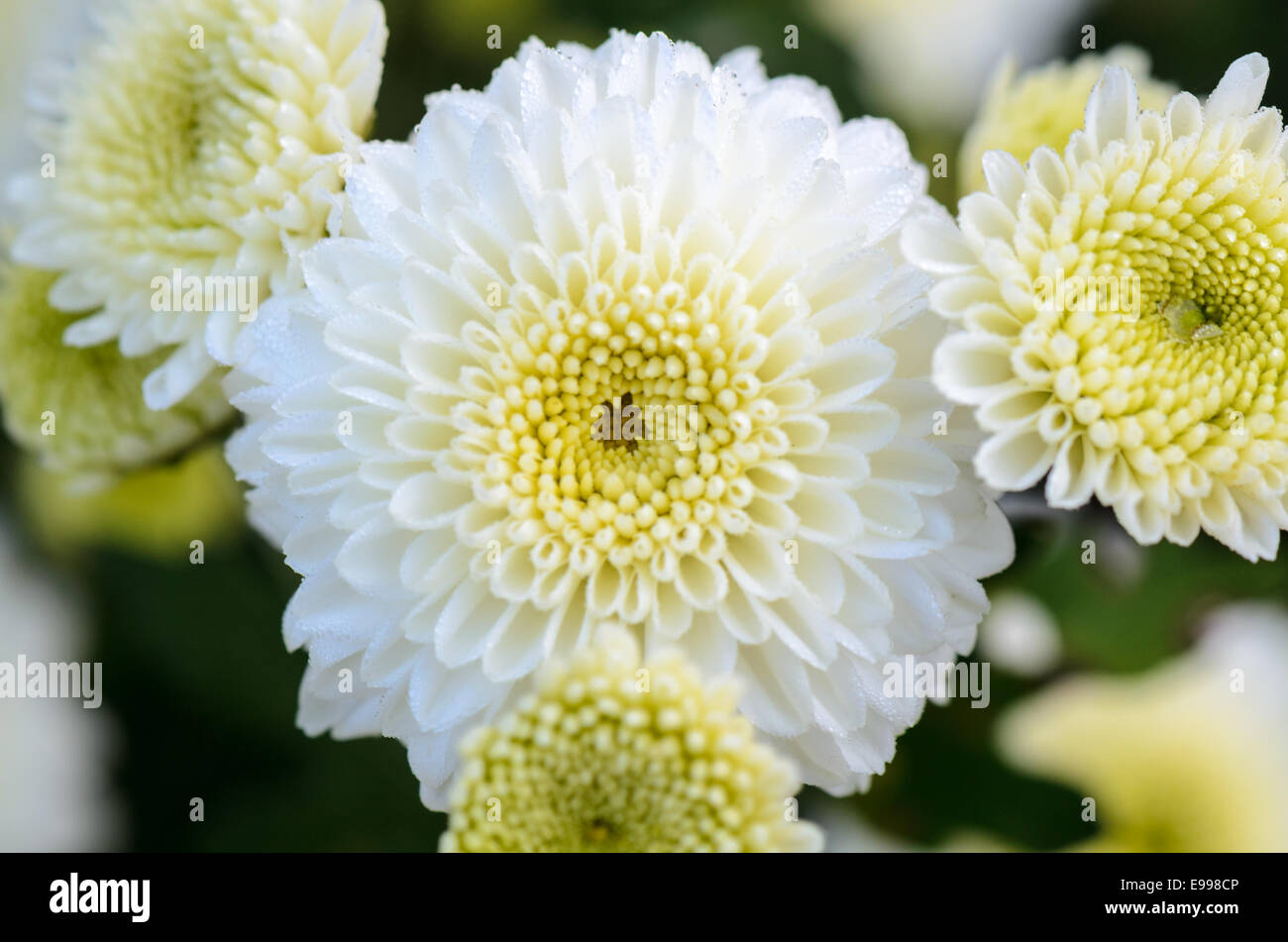 Close up white Chrysanthemum morifolium fleurs humides de rosée du matin Banque D'Images