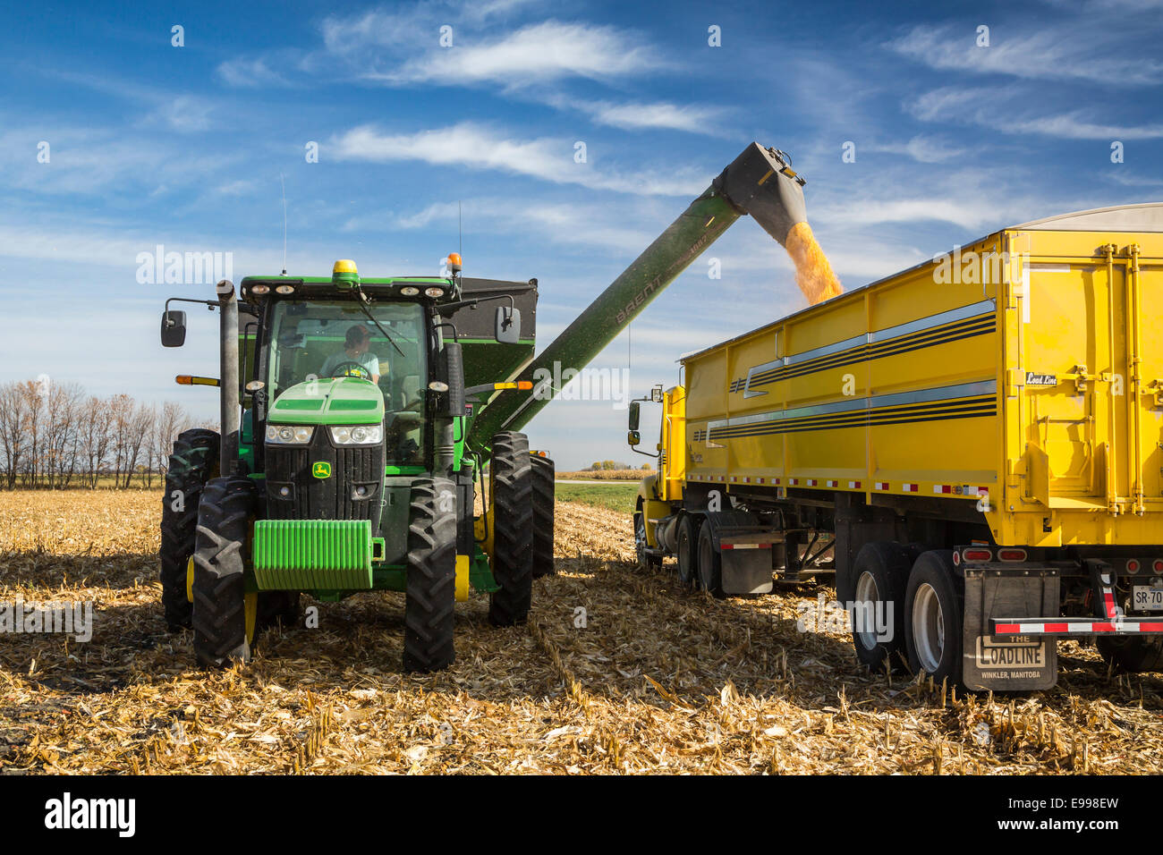 La récolte de maïs 2014 sur le Froese ferme près de Winkler, au Manitoba, Canada. Banque D'Images