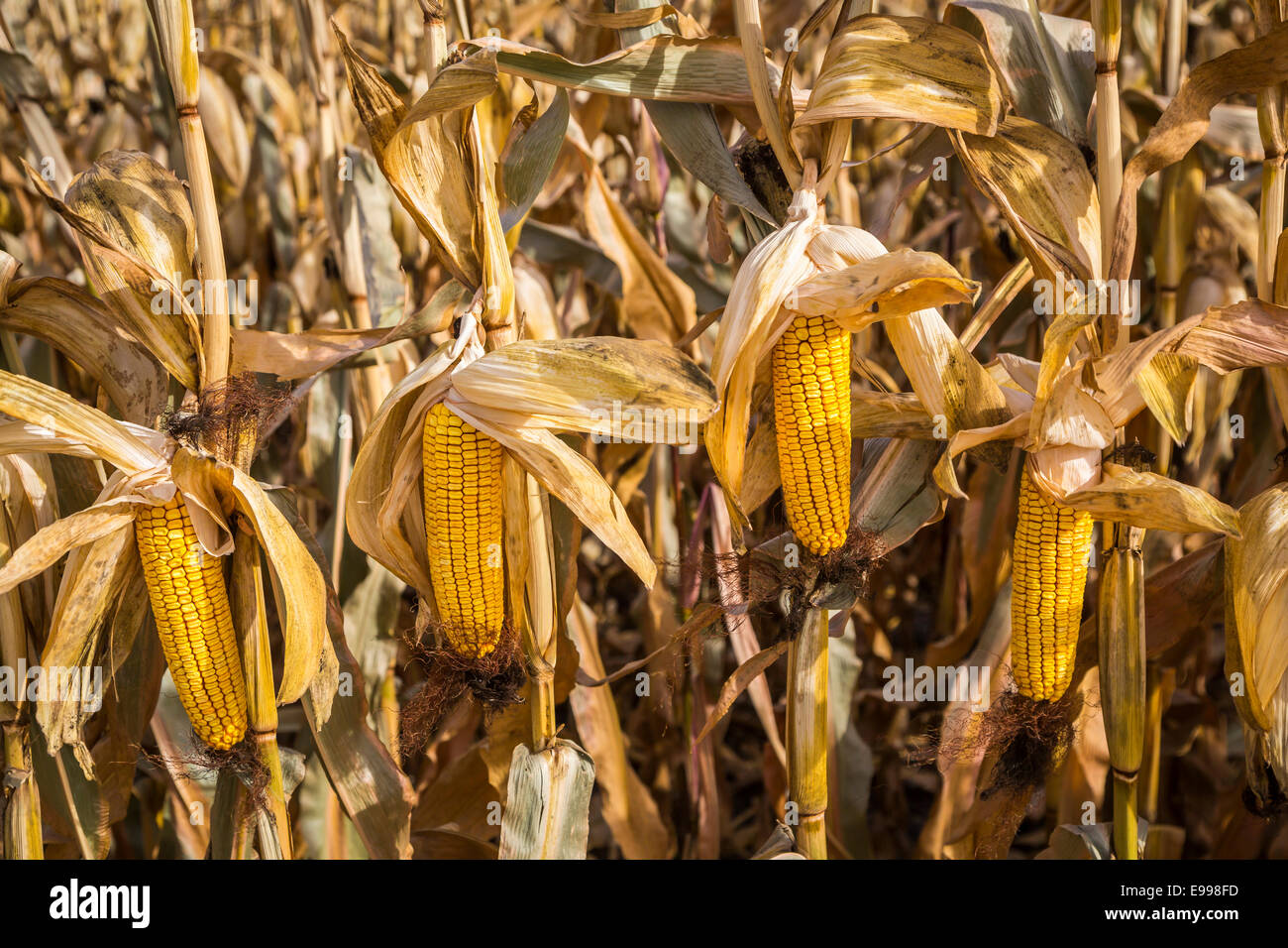 Libre d'épis de maïs à la récolte de 2014 sur l'Froese ferme près de Winkler, au Manitoba, Canada. Banque D'Images